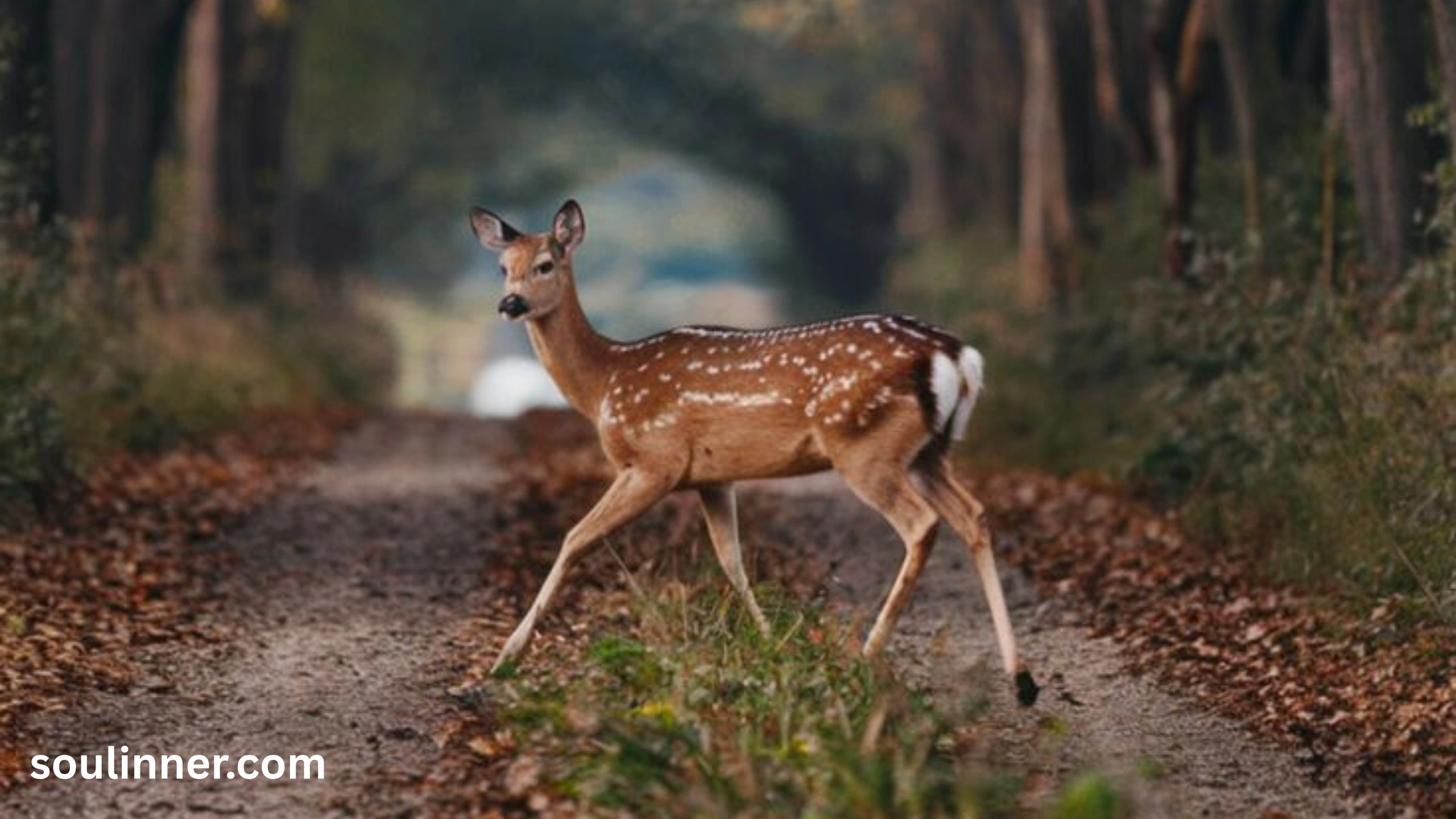 Spiritual Meaning of a Deer Crossing Your Path