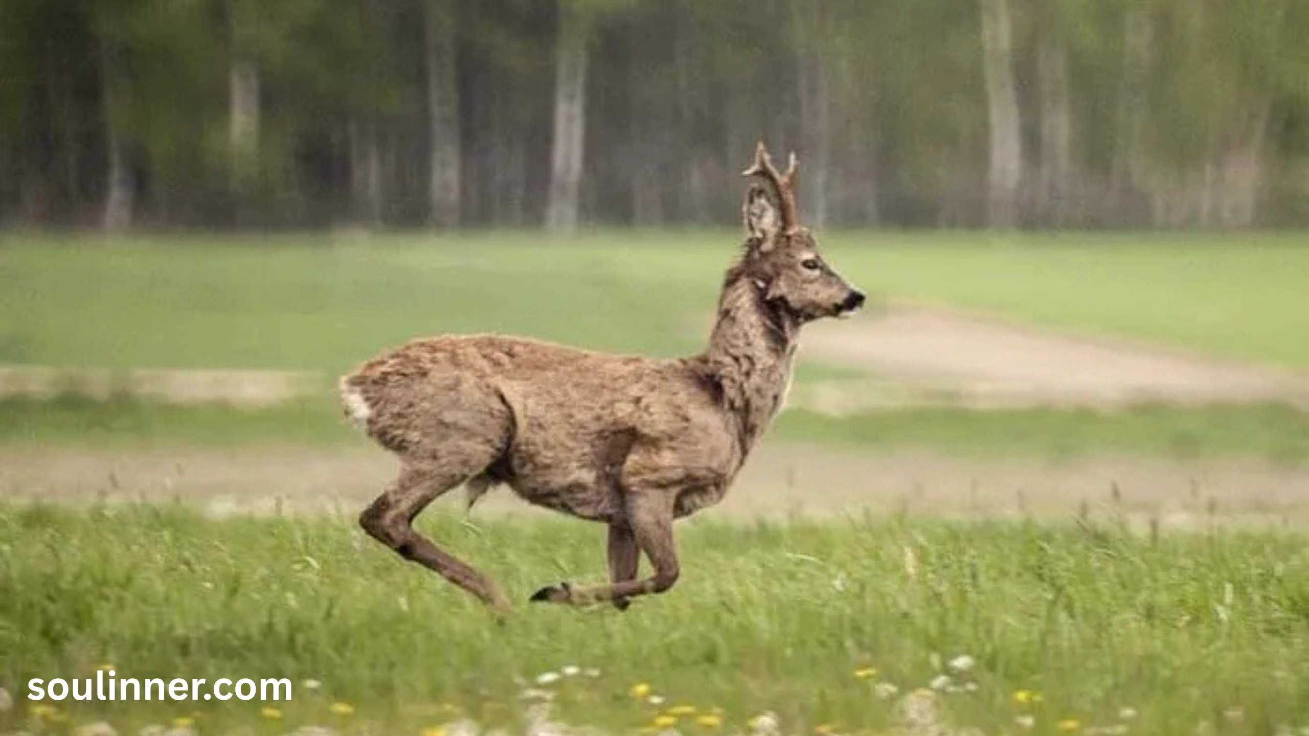 Spiritual Meaning of a Deer Crossing Your Path