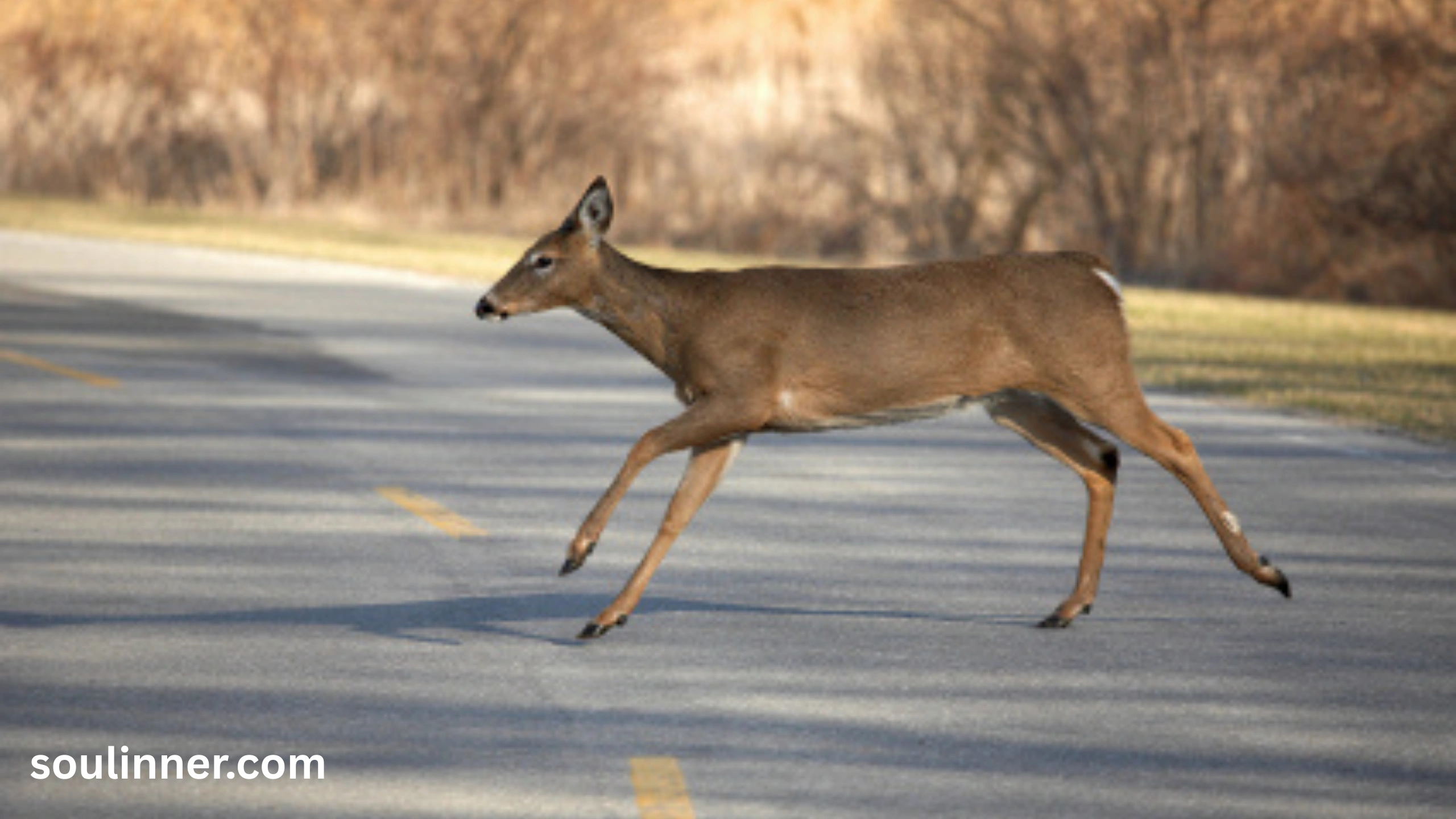 Spiritual Meaning of a Deer Crossing Your Path