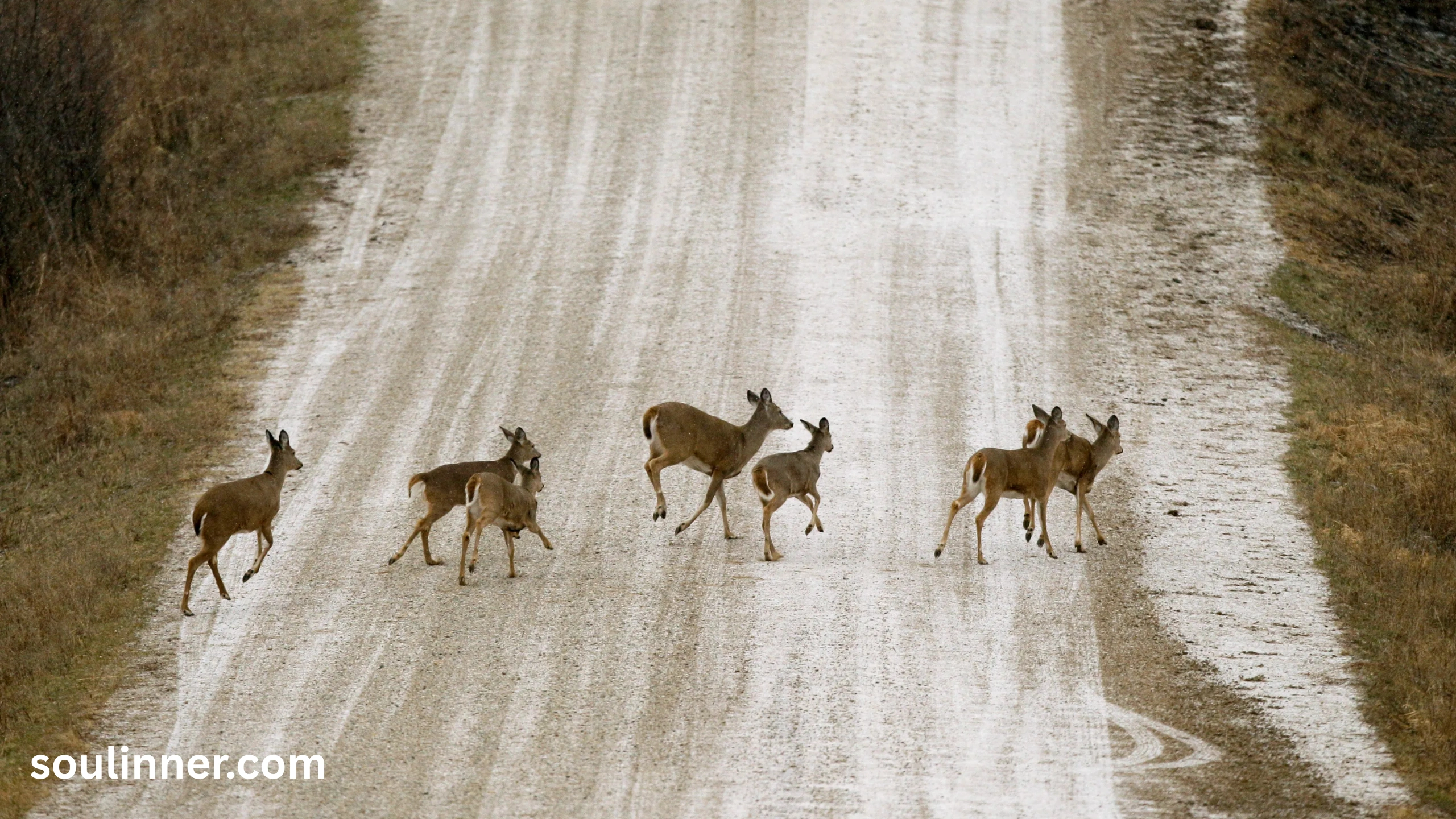Spiritual Meaning of a Deer Crossing Your Path