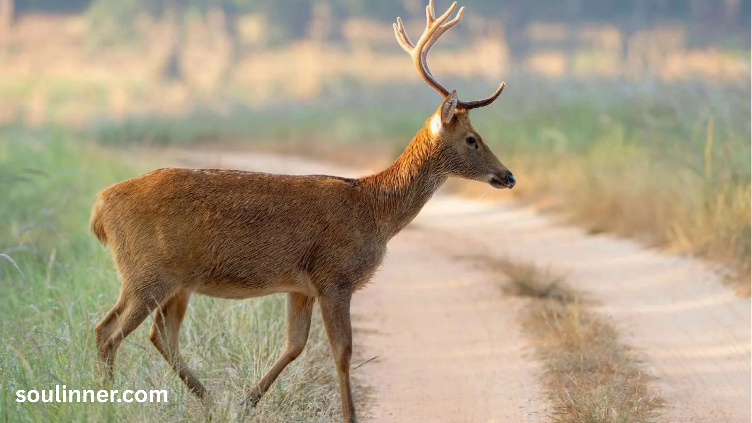 Spiritual Meaning of a Deer Crossing Your Path