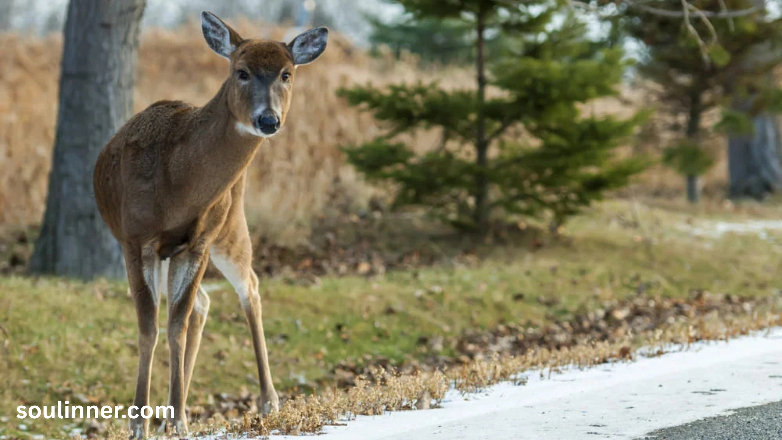 Spiritual Meaning of a Deer Crossing Your Path