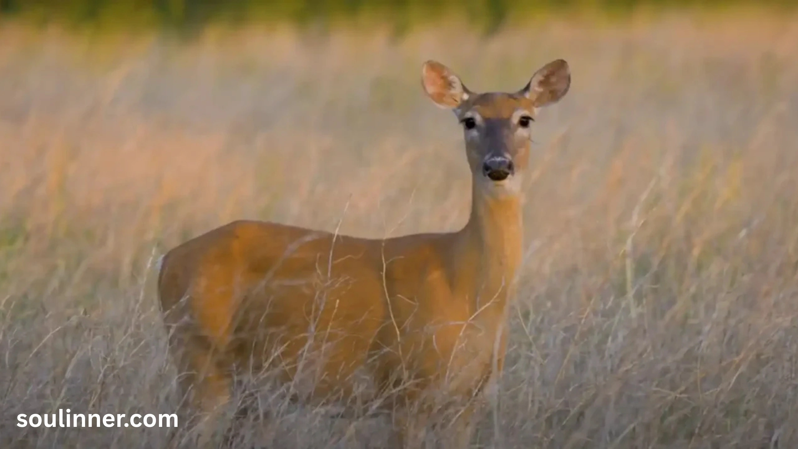 Spiritual Meaning of a Deer Crossing Your Path