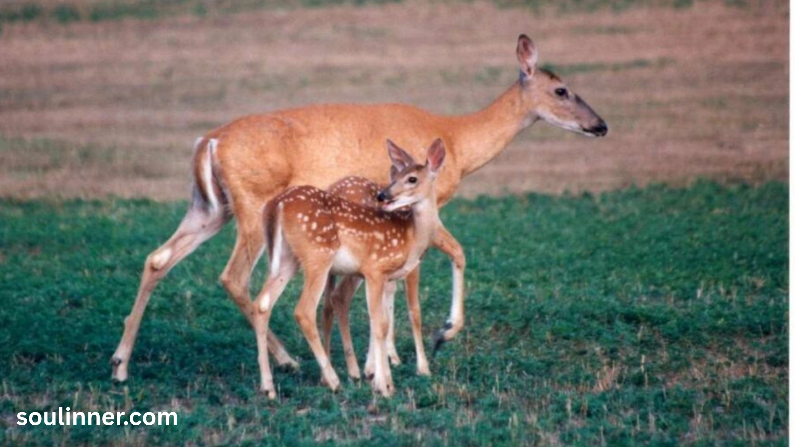 Spiritual Meaning of a Deer Crossing Your Path
