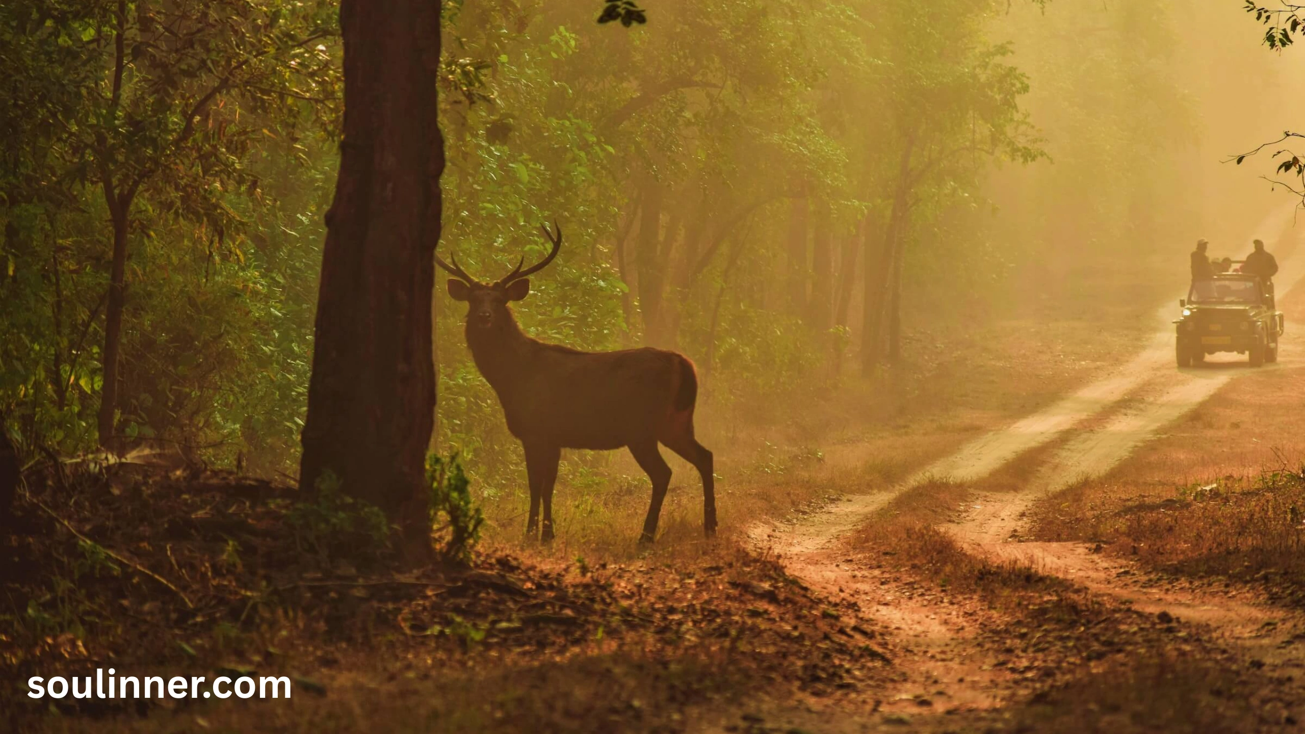 Spiritual Meaning of a Deer Crossing Your Path