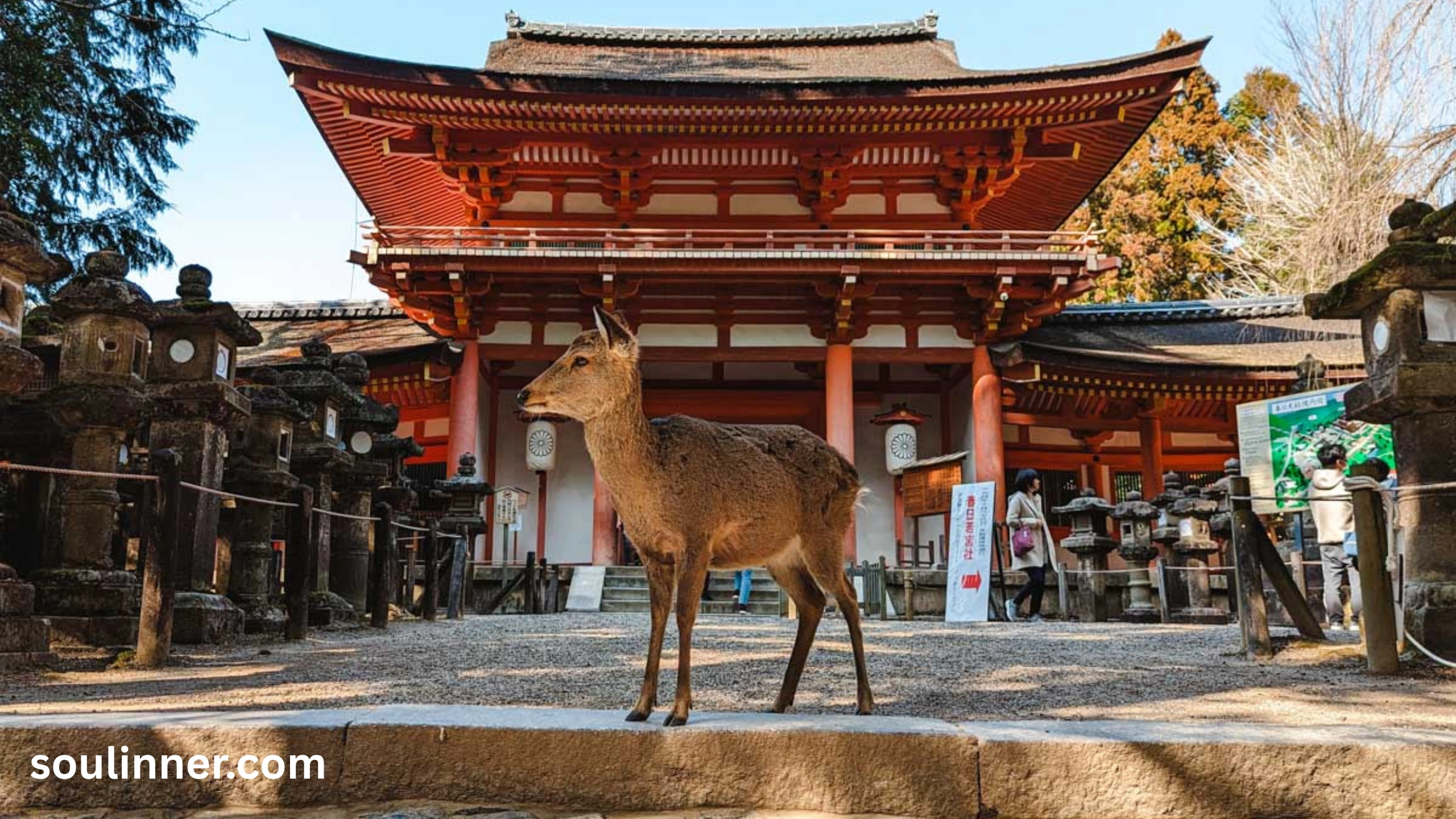 Spiritual Meaning of a Deer Crossing Your Path