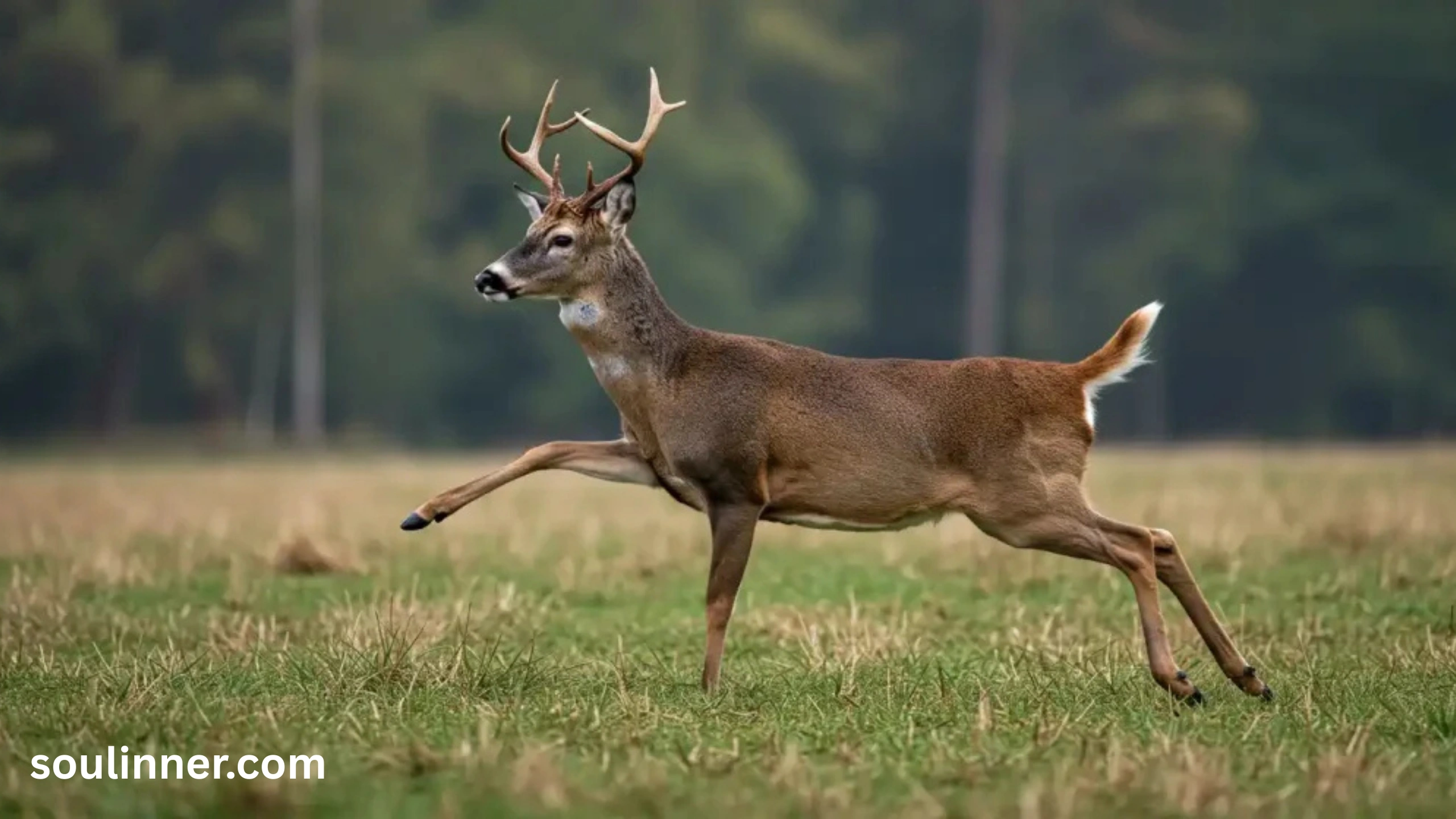 Spiritual Meaning of a Deer Crossing Your Path