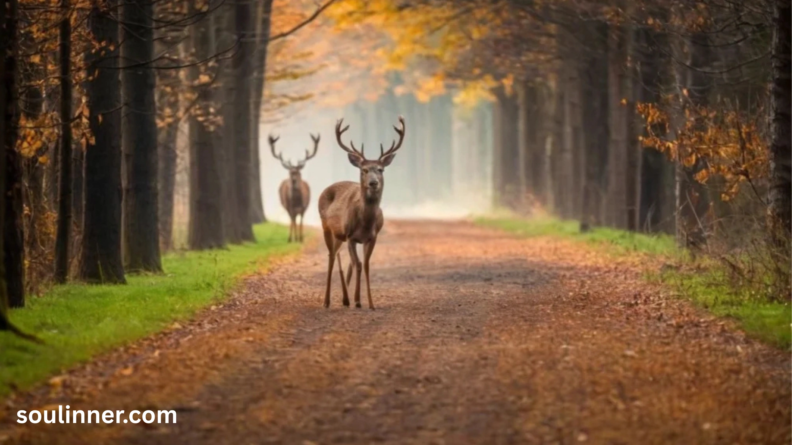 Spiritual Meaning of a Deer Crossing Your Path