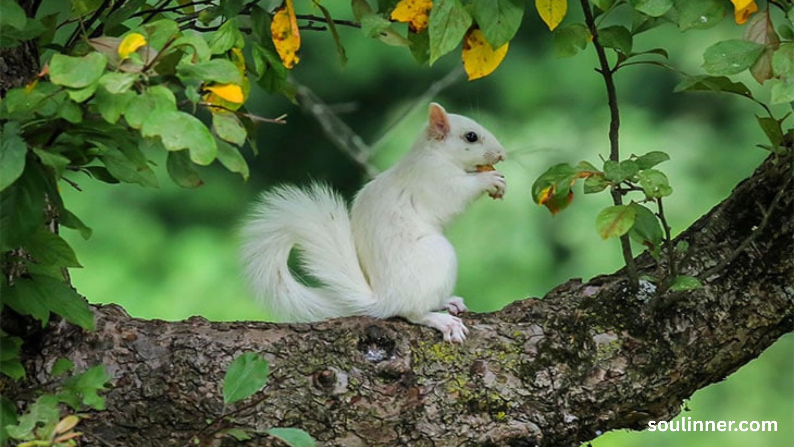 Squirrel Spiritual Meaning