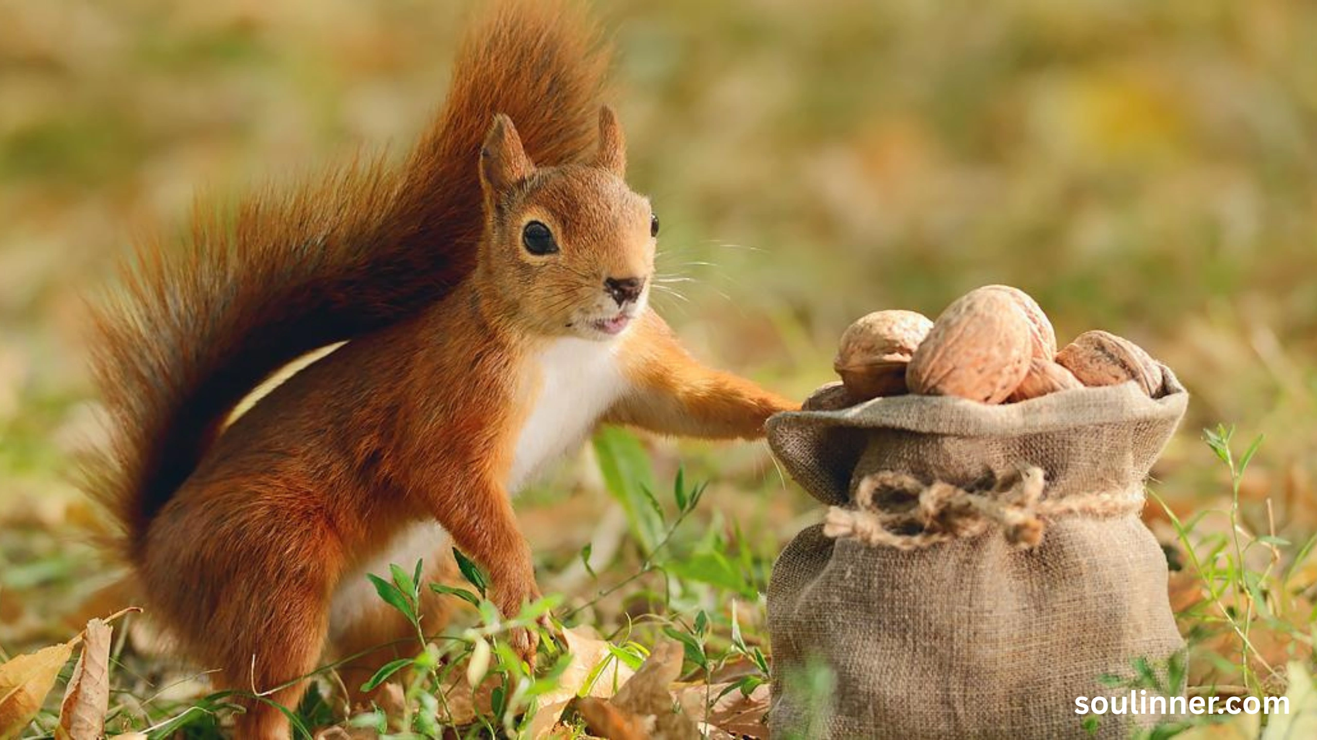 Squirrel Spiritual Meaning