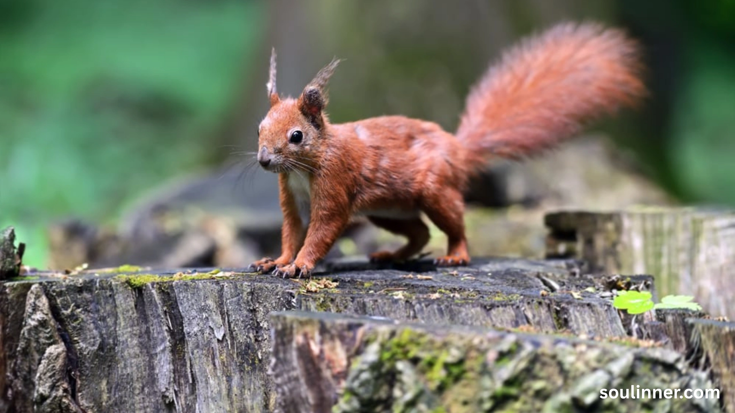 Squirrel Spiritual Meaning