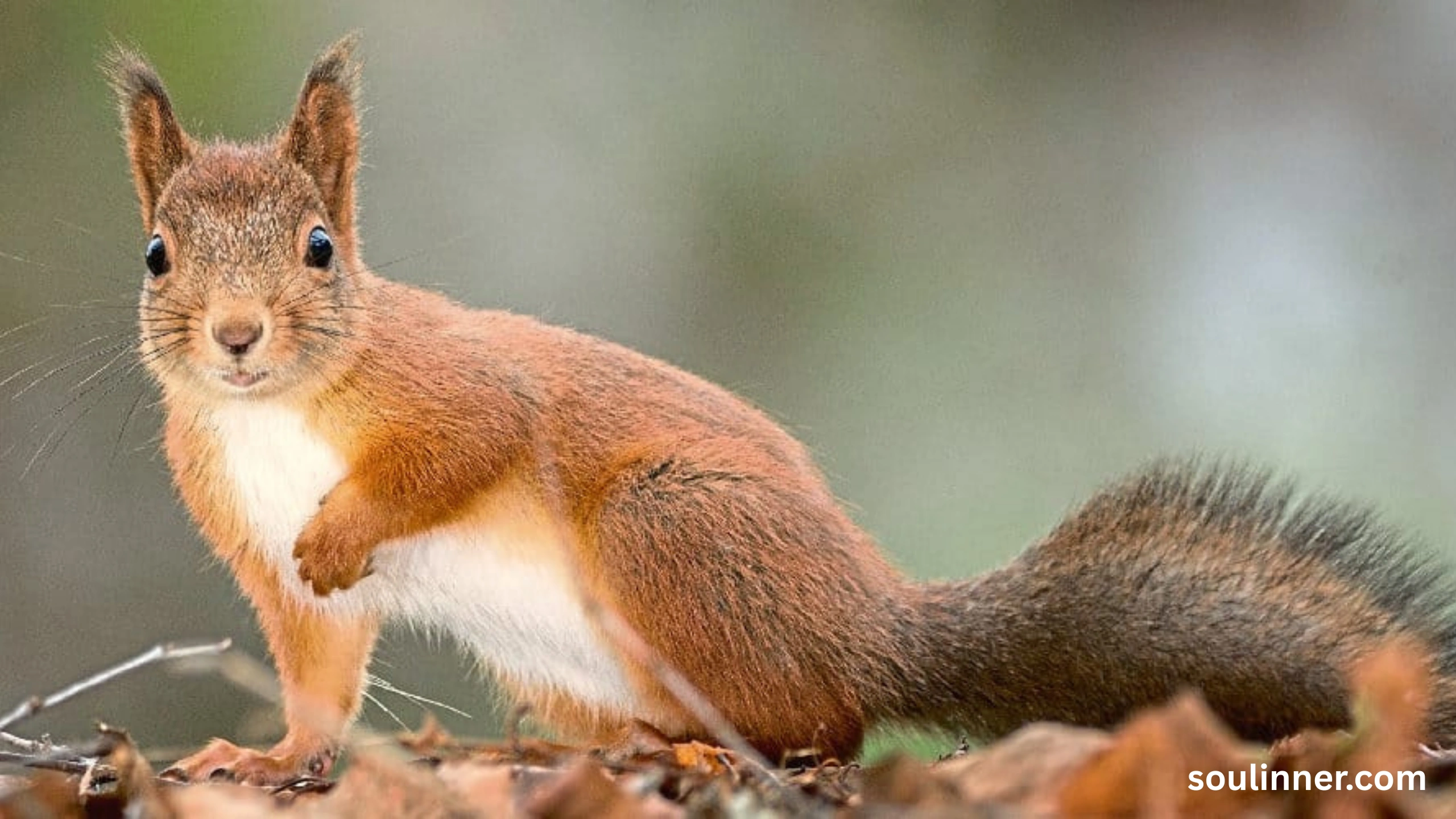 Squirrel Spiritual Meaning