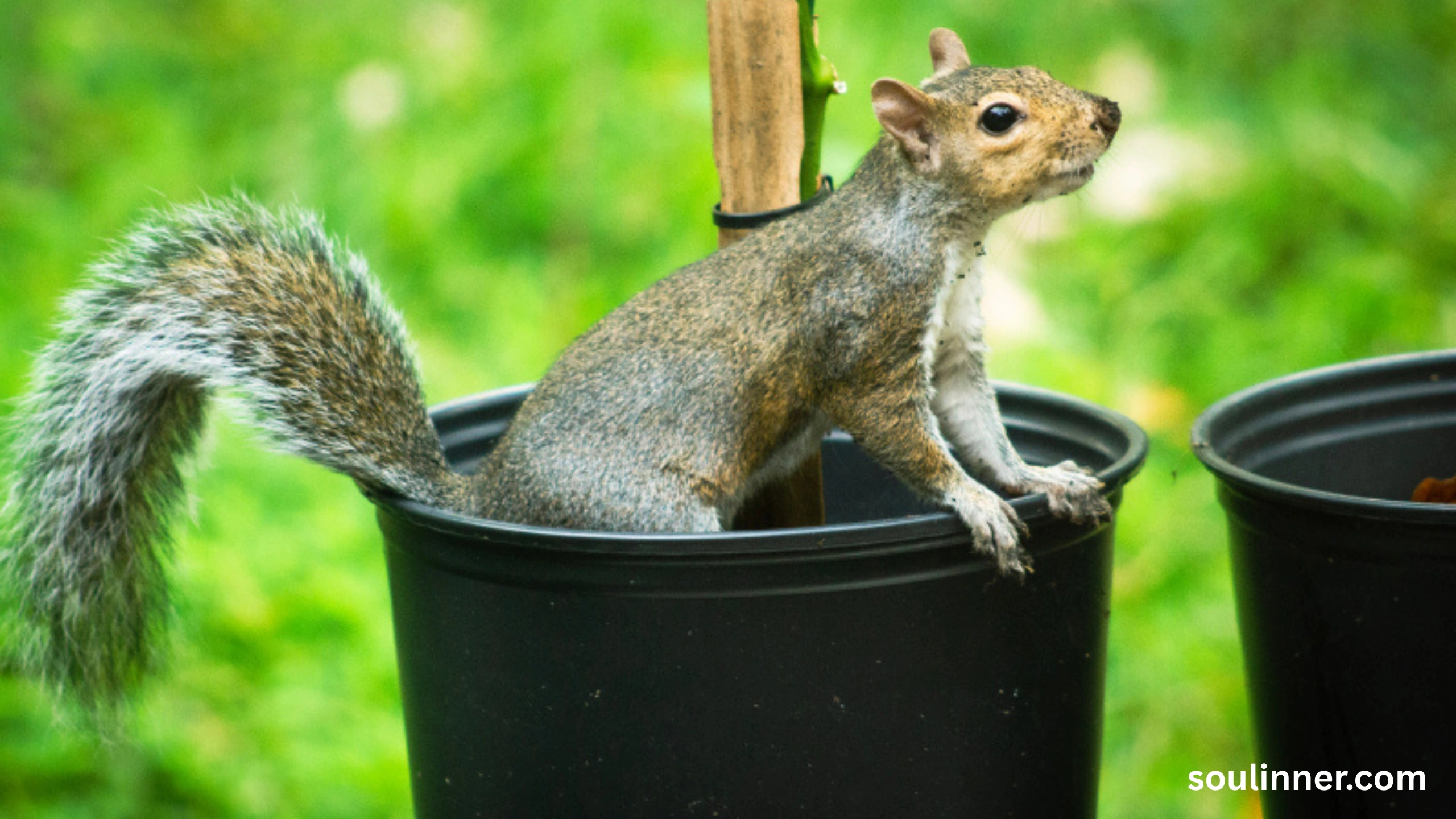 Squirrel Spiritual Meaning