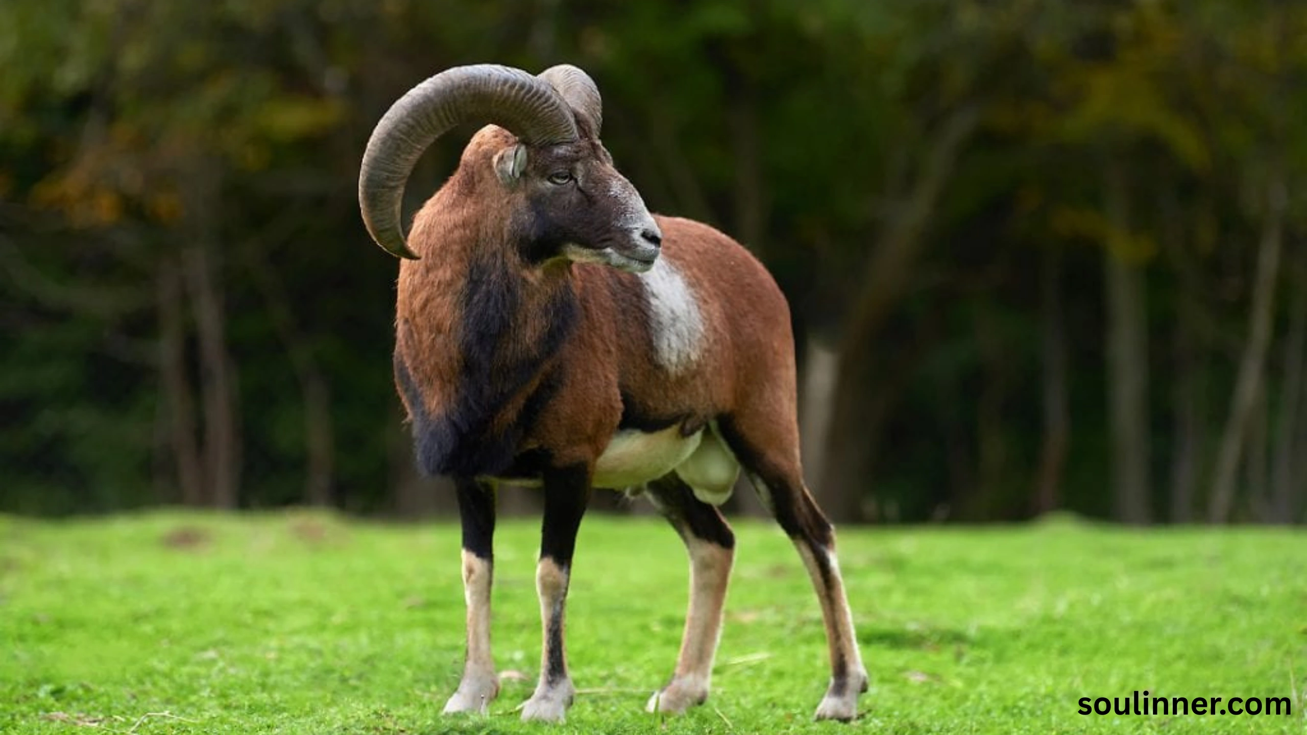 Symbolism and Biblical Meaning of a Ram in a Dream