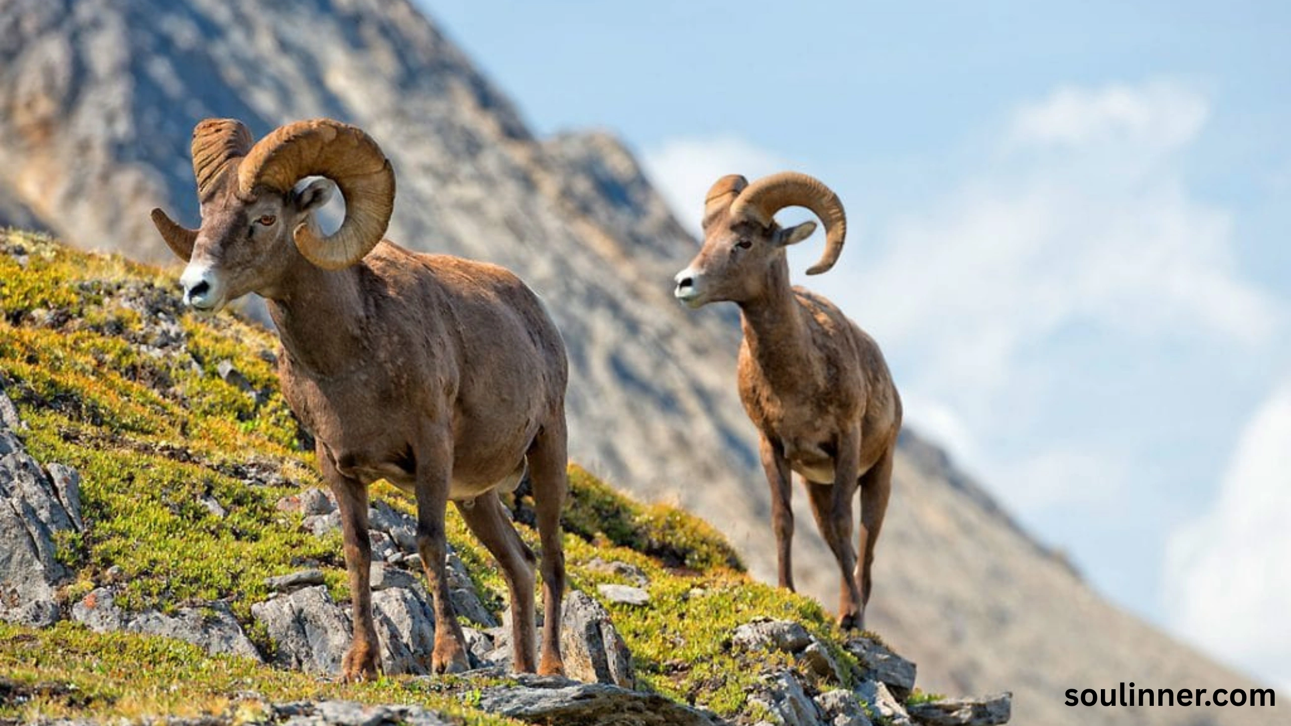 Symbolism and Biblical Meaning of a Ram in a Dream