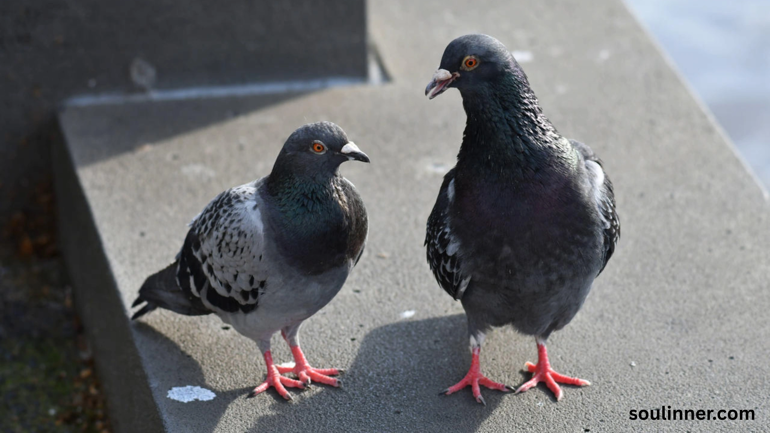 Two Grey Doves Spiritual Meaning