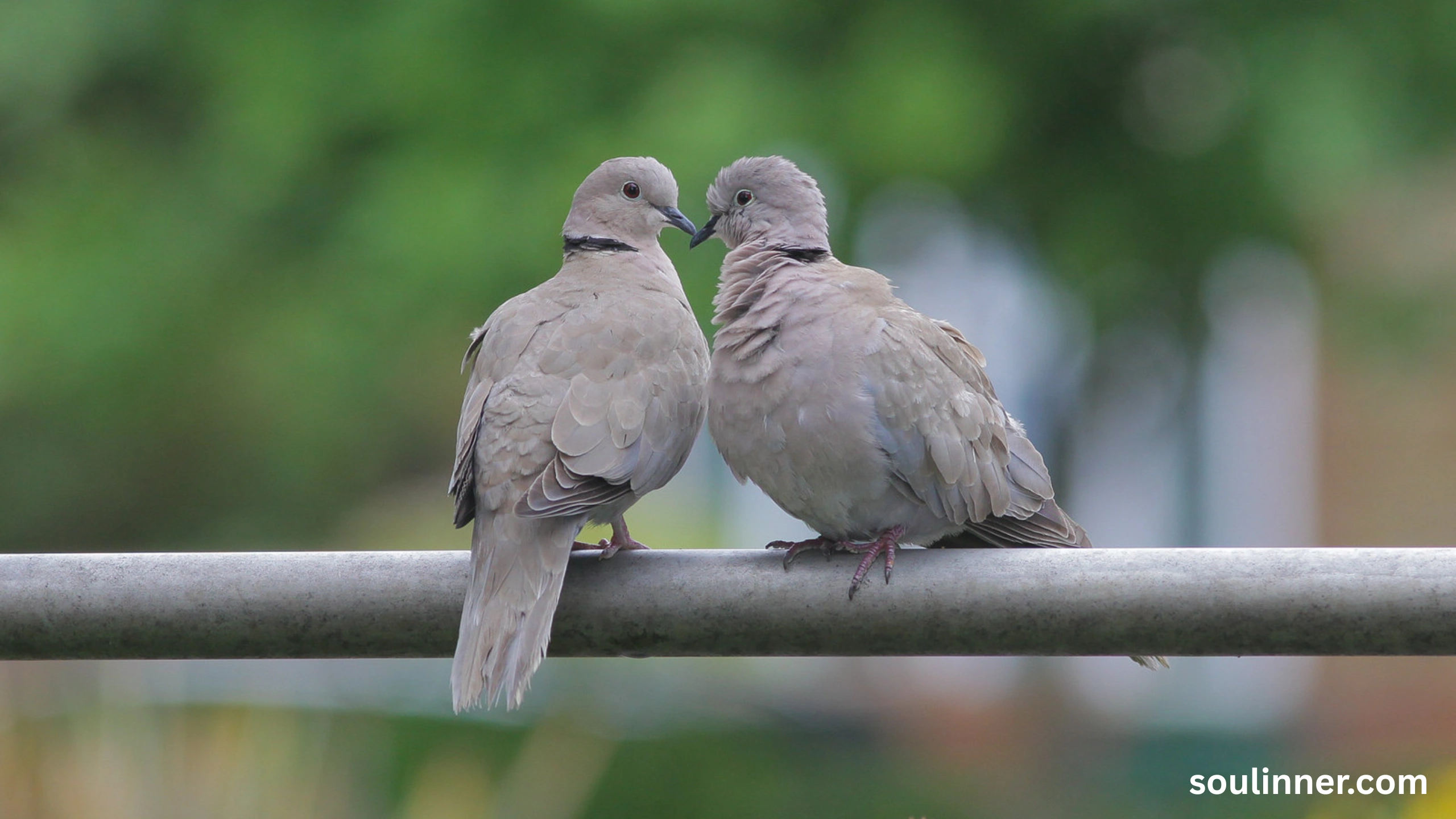 Two Grey Doves Spiritual Meaning