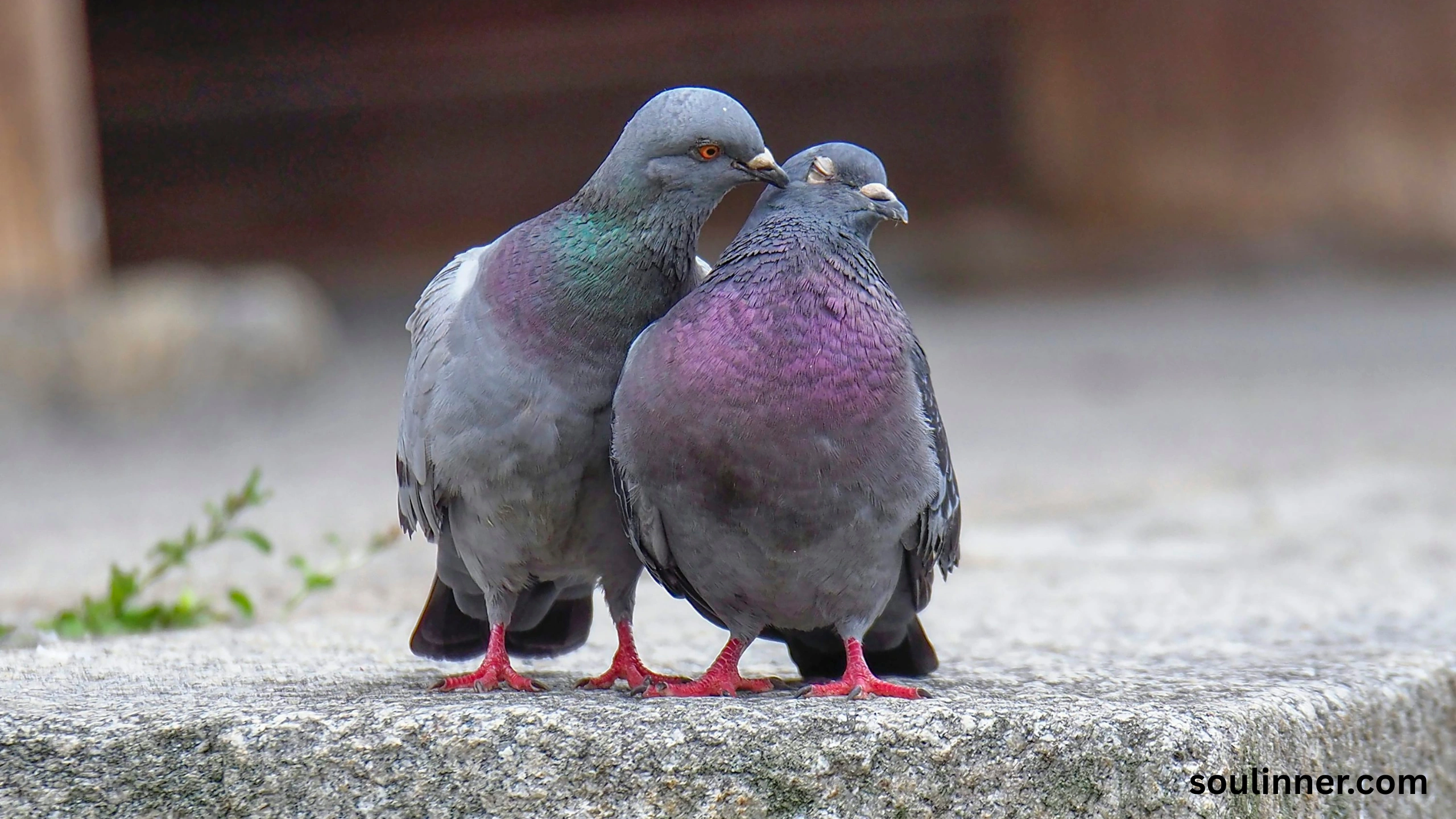 Two Grey Doves Spiritual Meaning