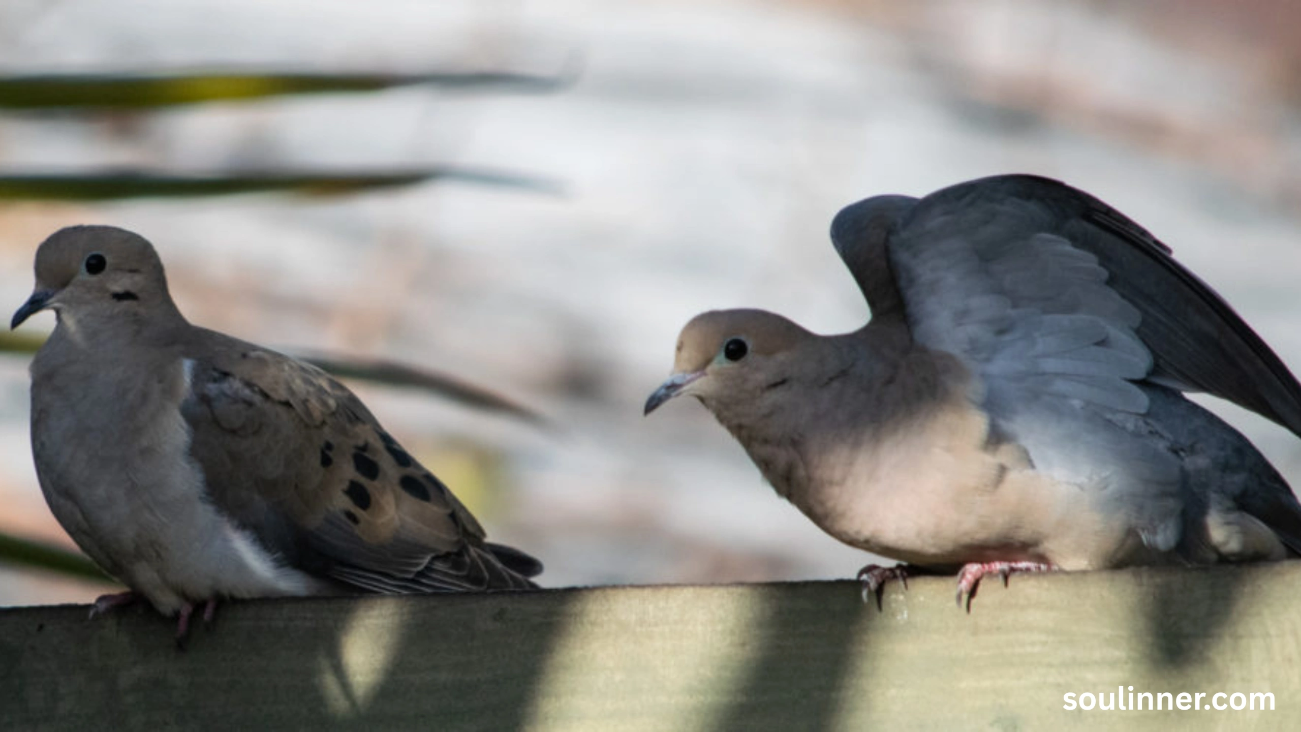 Two Grey Doves Spiritual Meaning