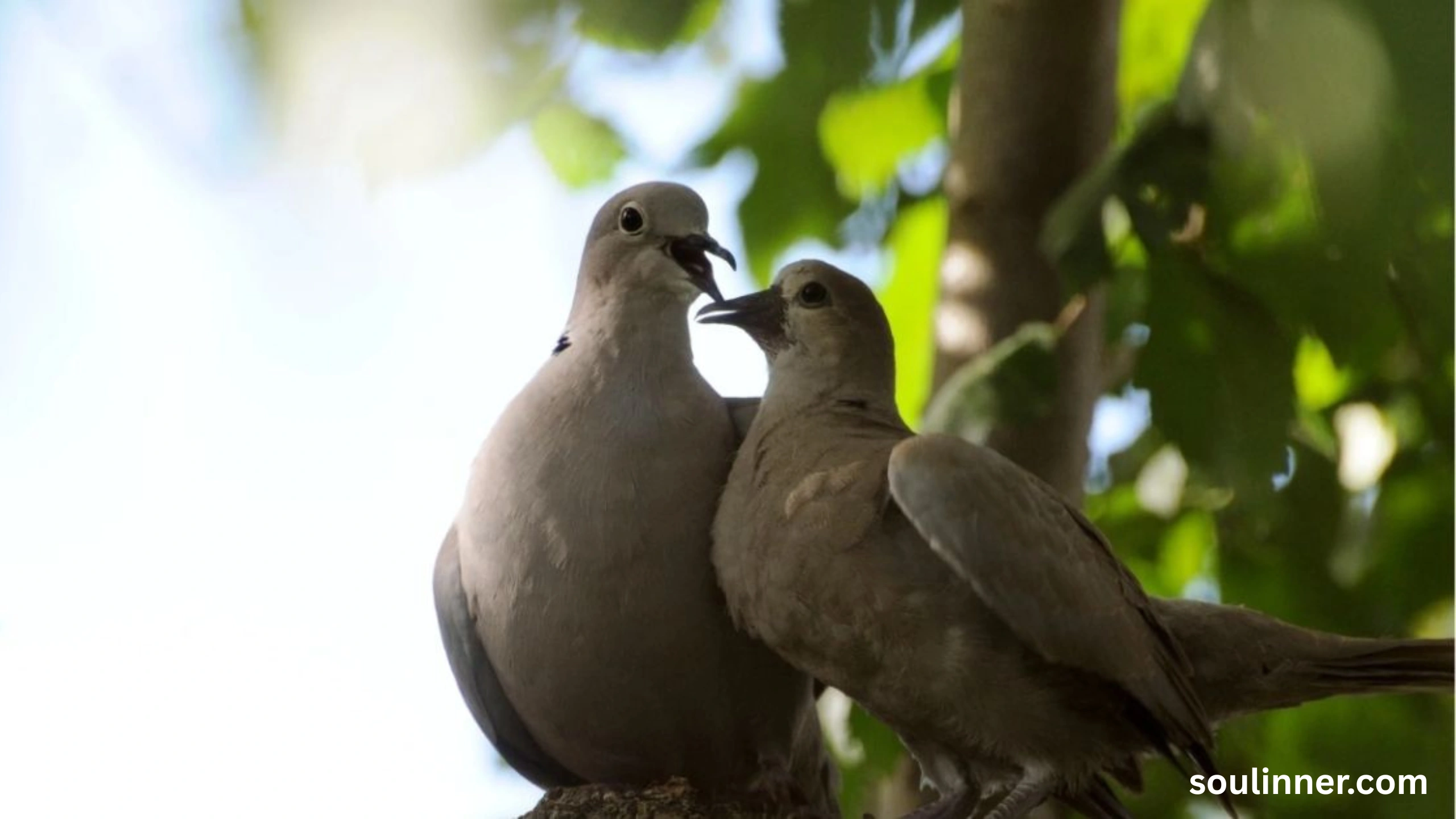 Two Grey Doves Spiritual Meaning