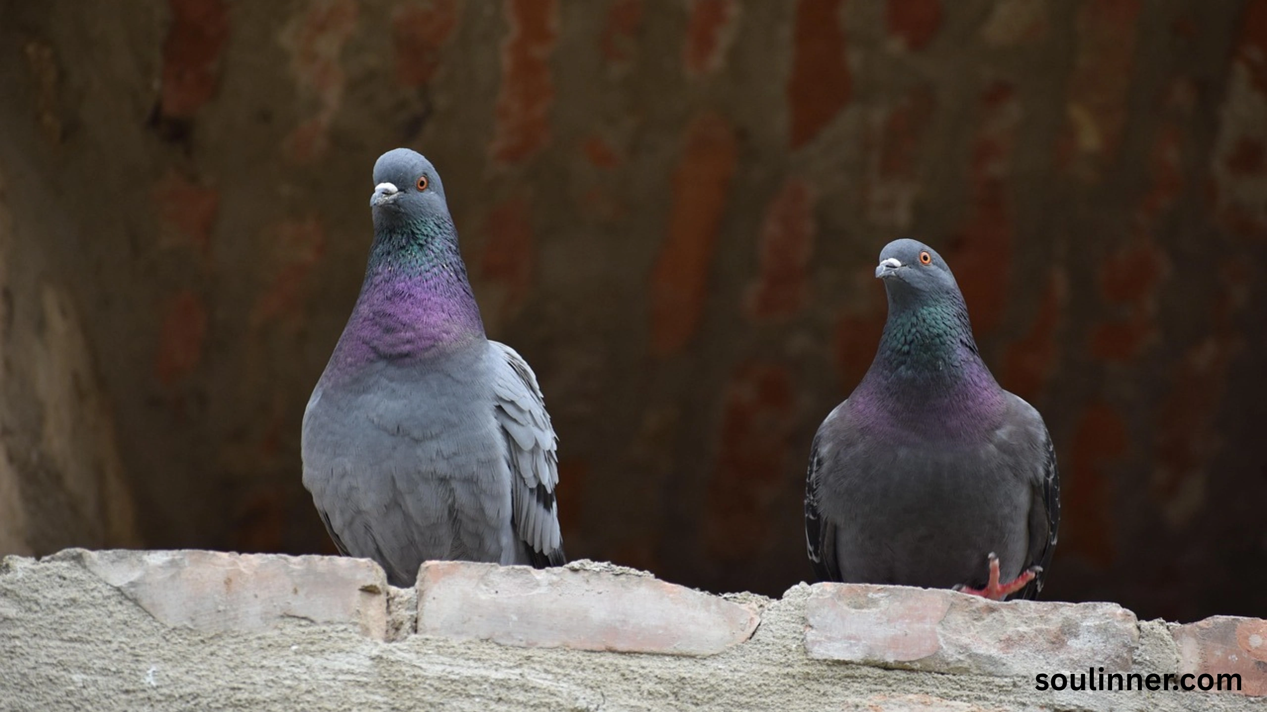 Two Grey Doves Spiritual Meaning