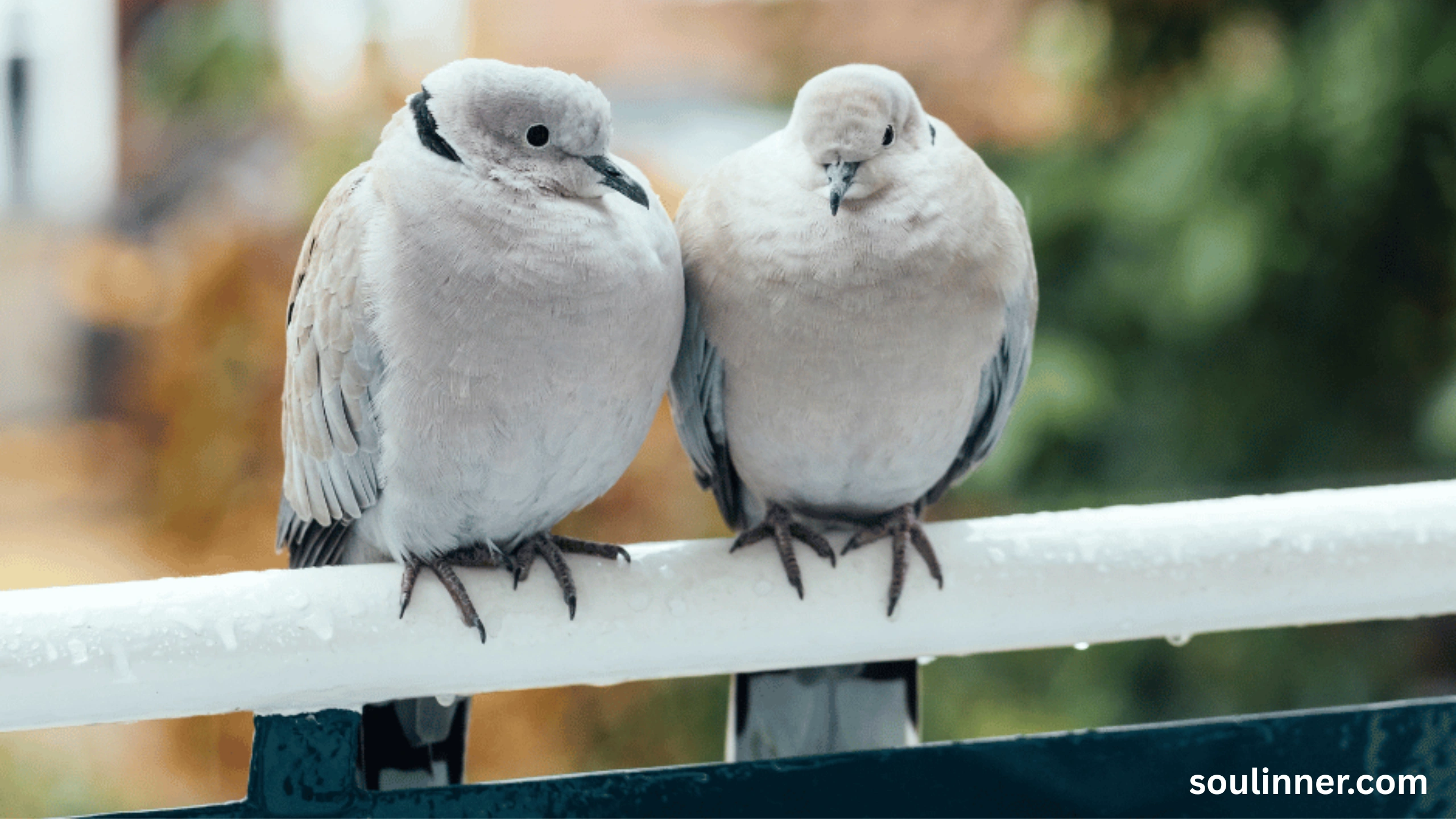 Two Grey Doves Spiritual Meaning