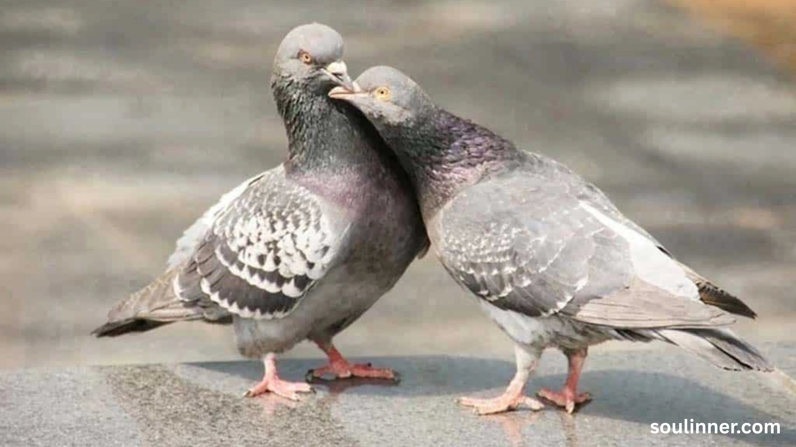 Two Grey Doves Spiritual Meaning