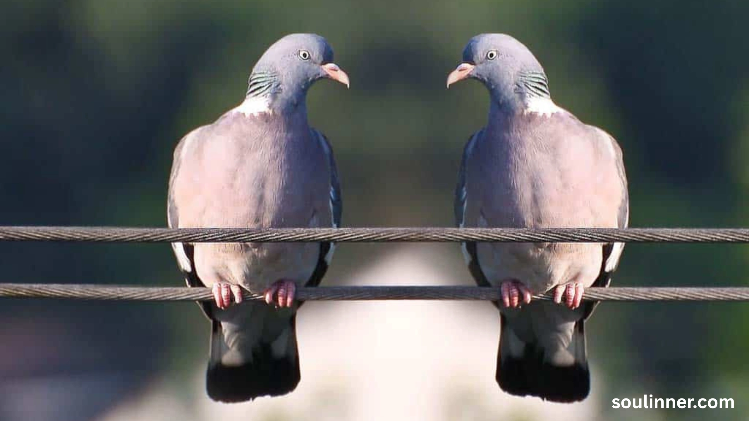 Two Grey Doves Spiritual Meaning