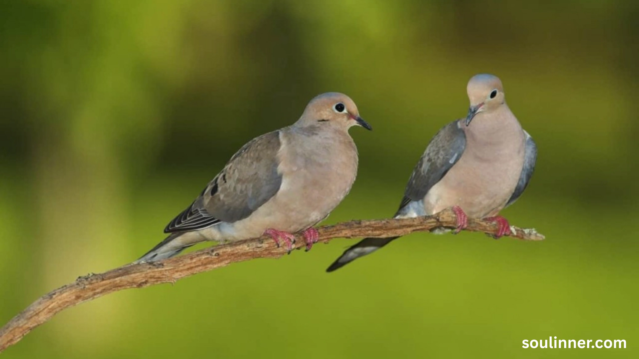 Two Grey Doves Spiritual Meaning