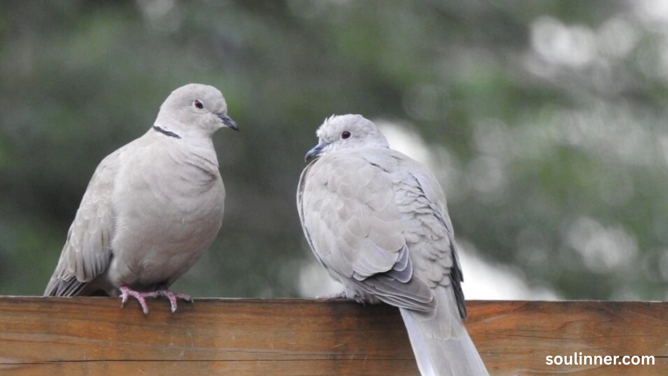 Two Grey Doves Spiritual Meaning