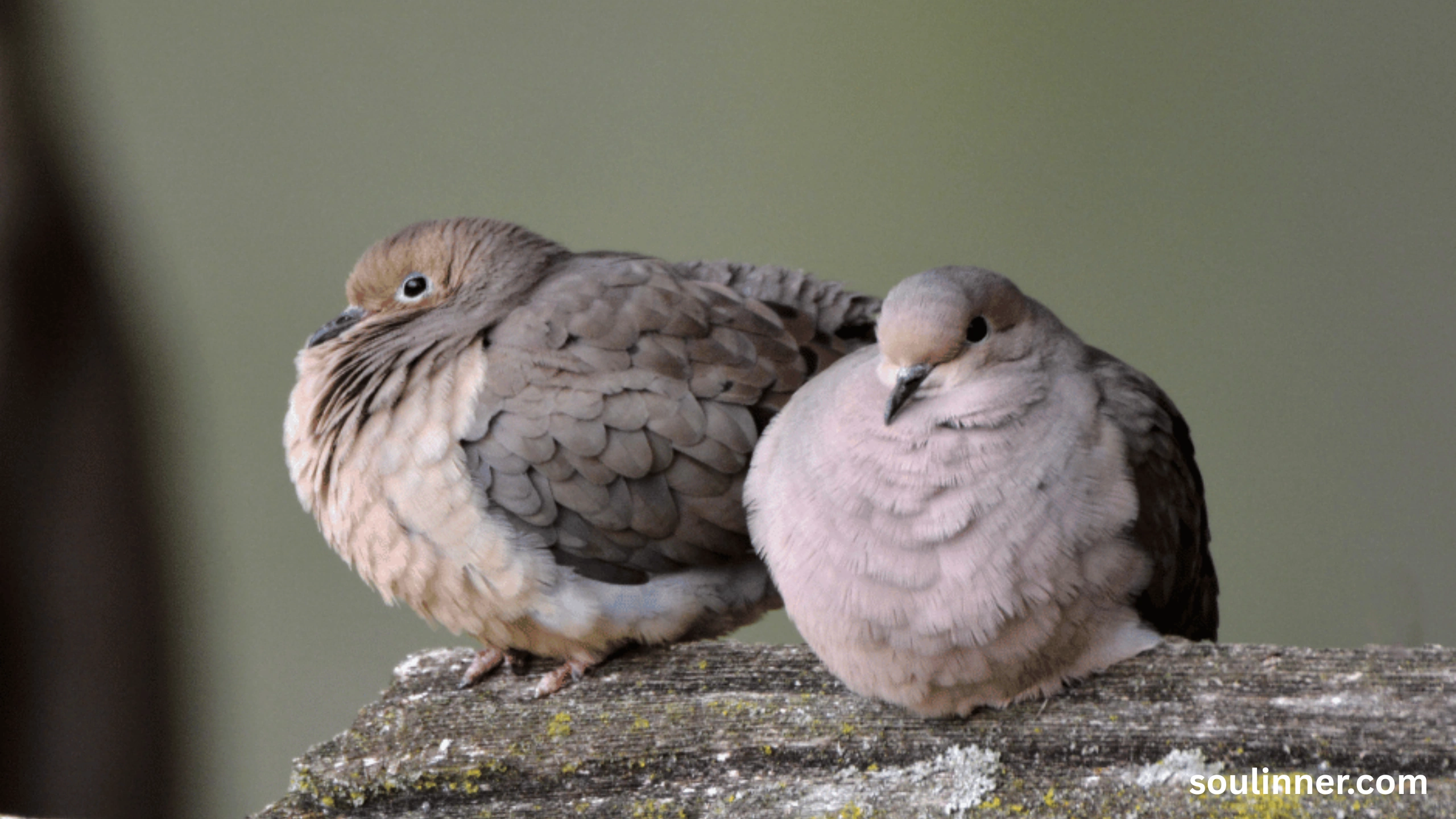 Two Grey Doves Spiritual Meaning