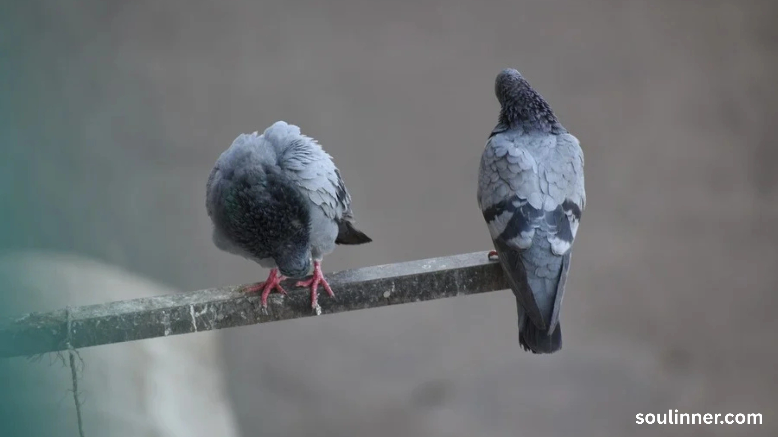 Two Grey Doves Spiritual Meaning
