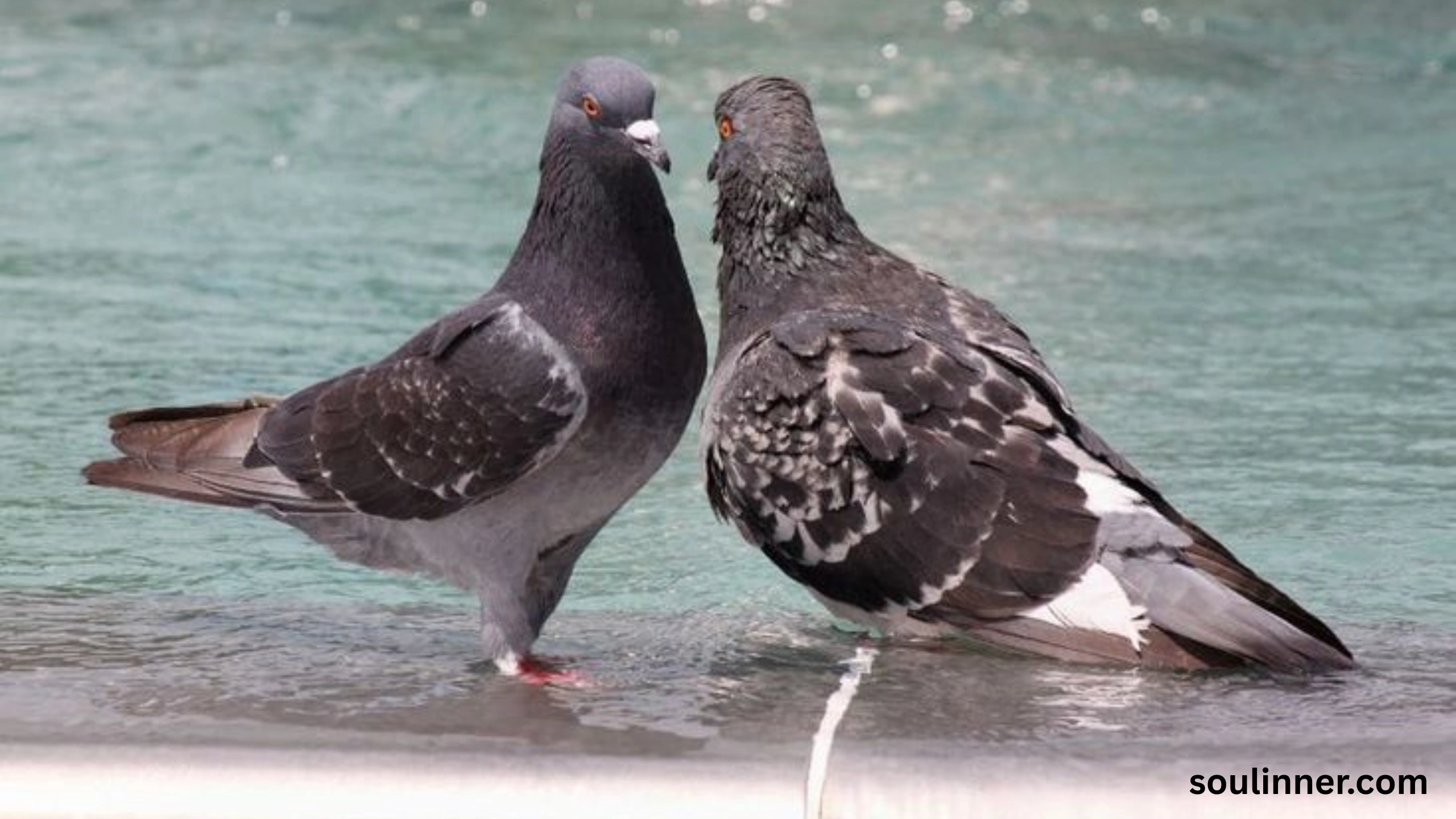 Two Grey Doves Spiritual Meaning