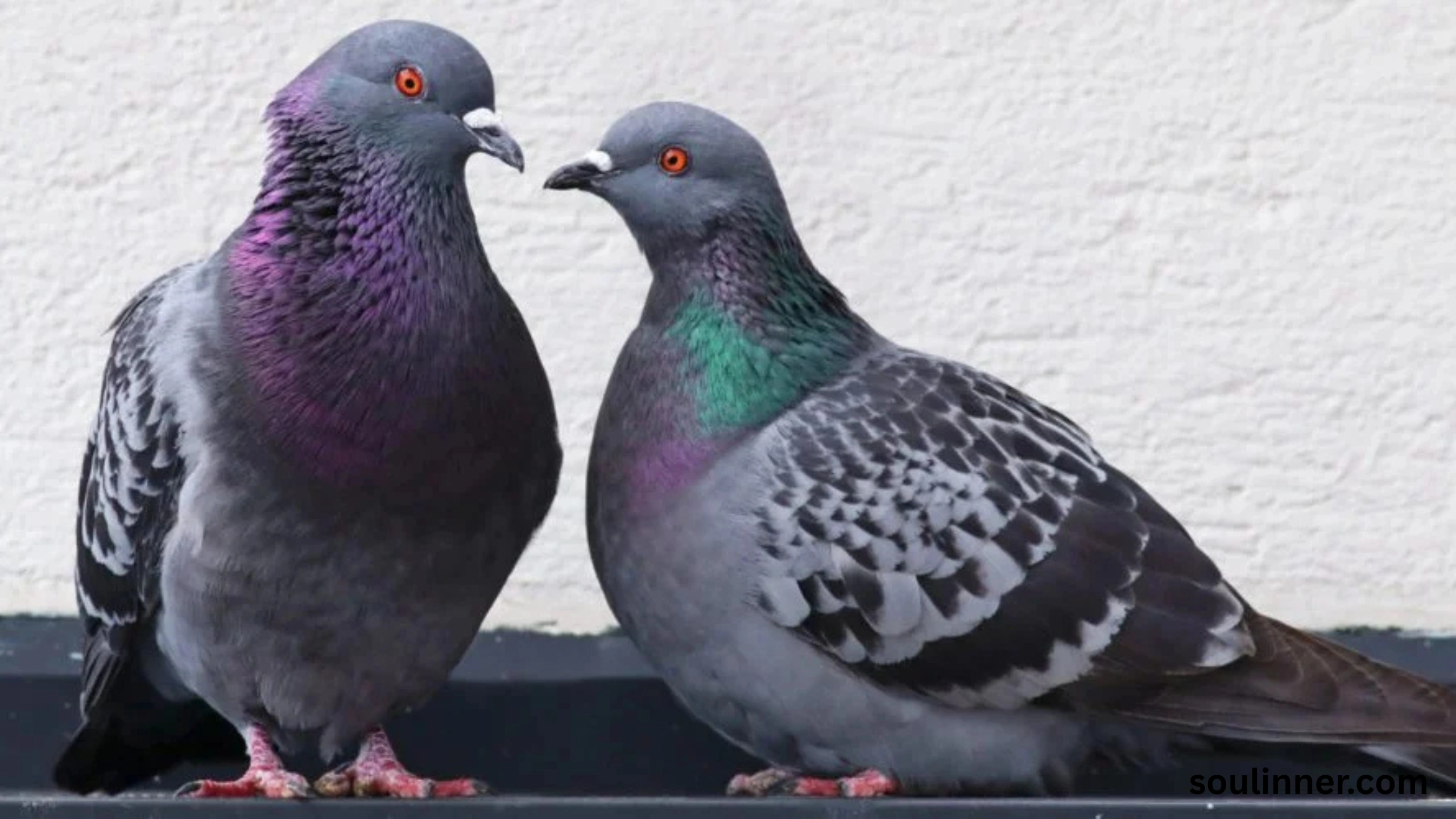 Two Grey Doves Spiritual Meaning