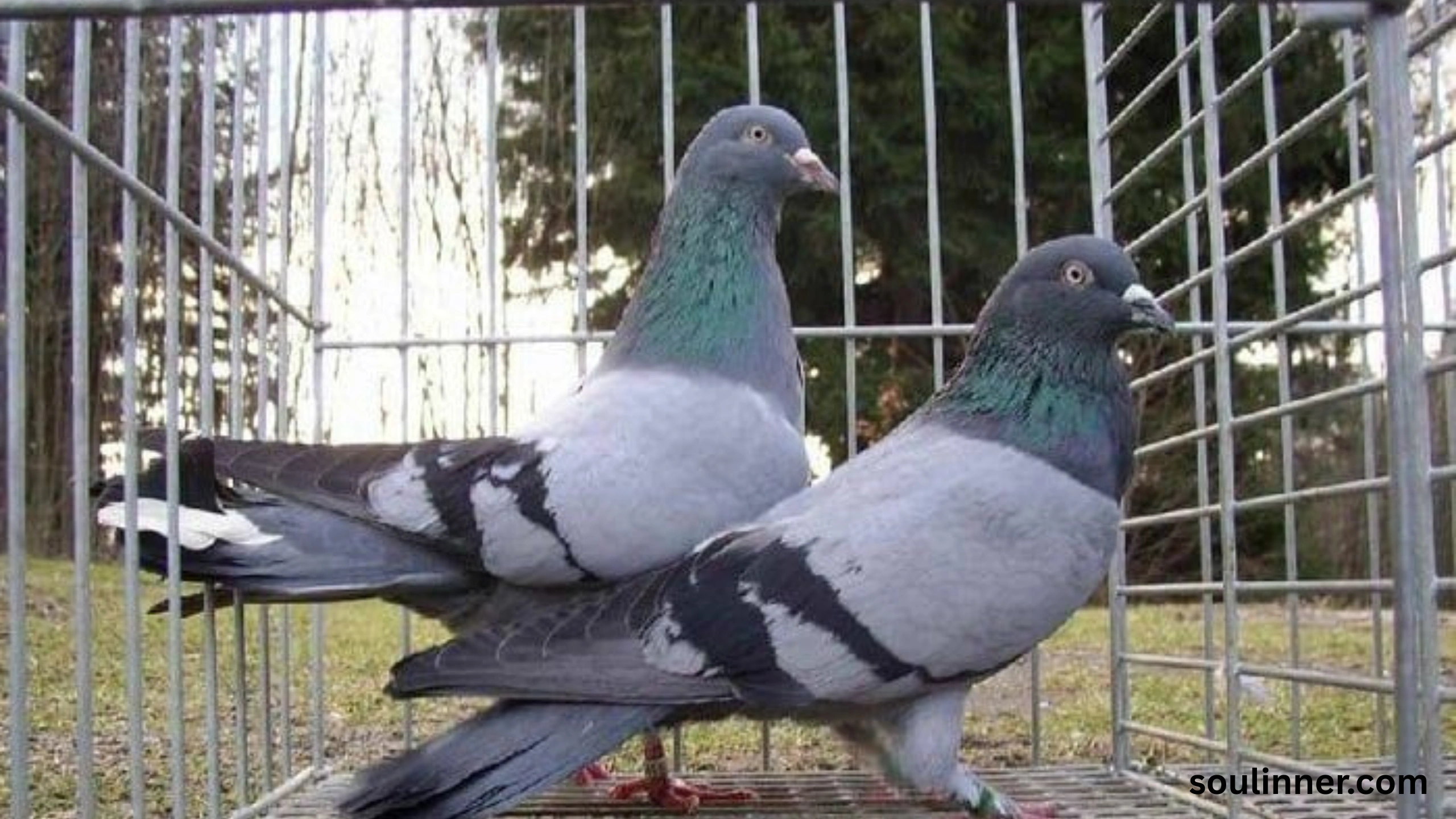 Two Grey Doves Spiritual Meaning