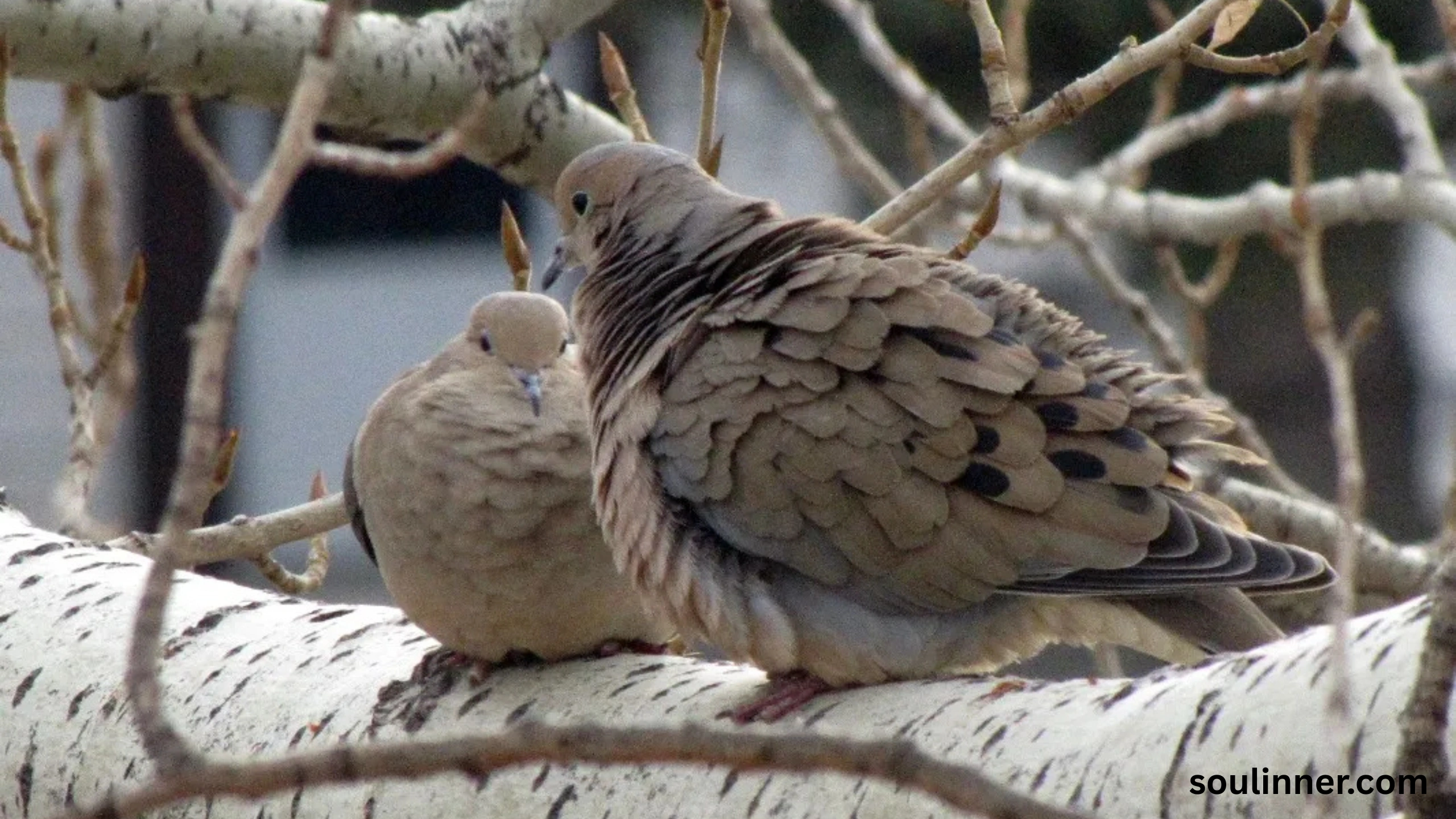 Two Grey Doves Spiritual Meaning