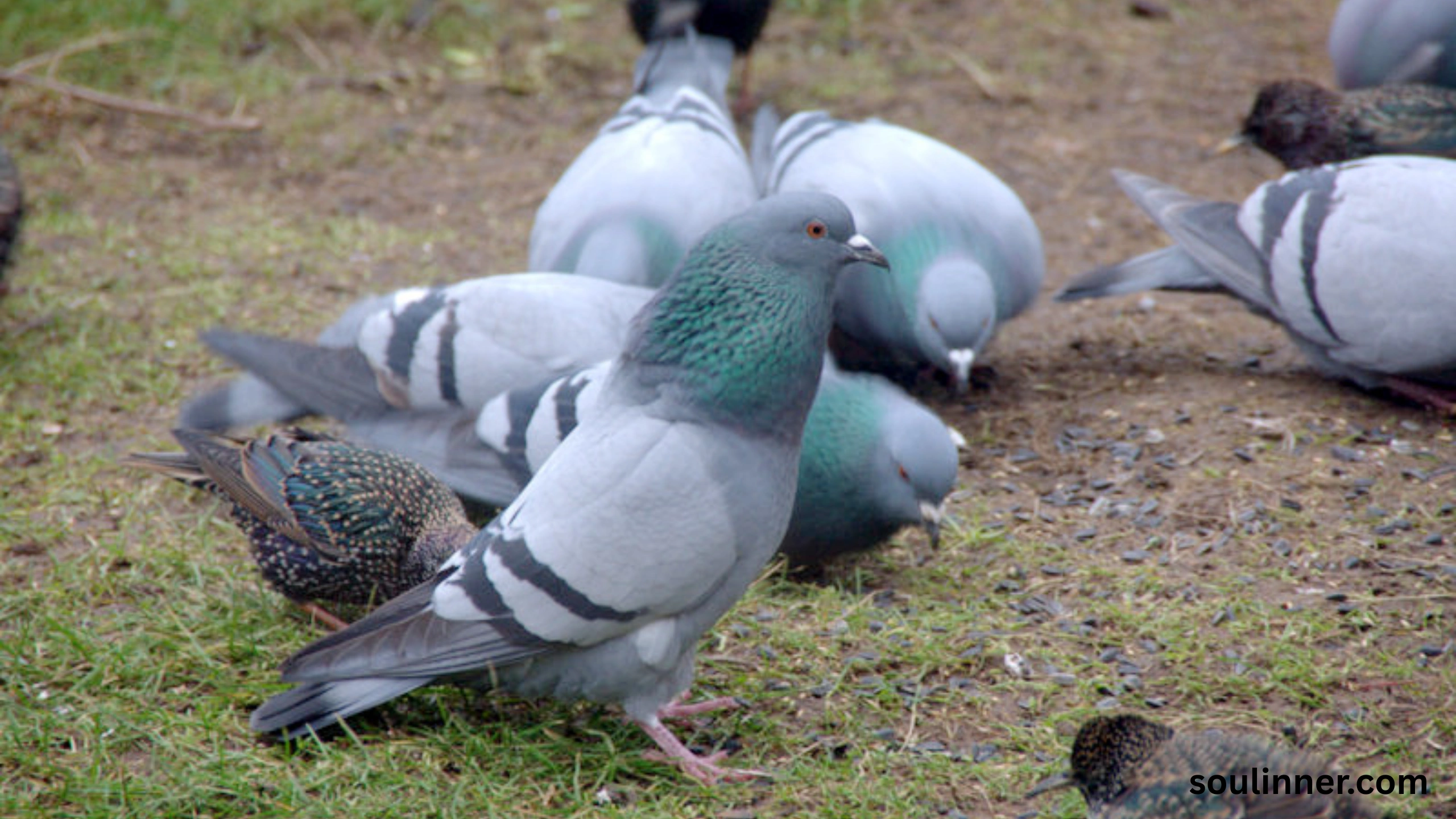 Two Grey Doves Spiritual Meaning