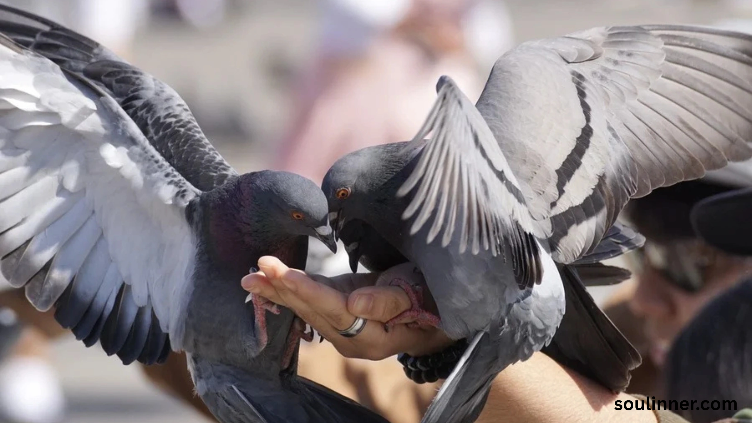 Two Grey Doves Spiritual Meaning