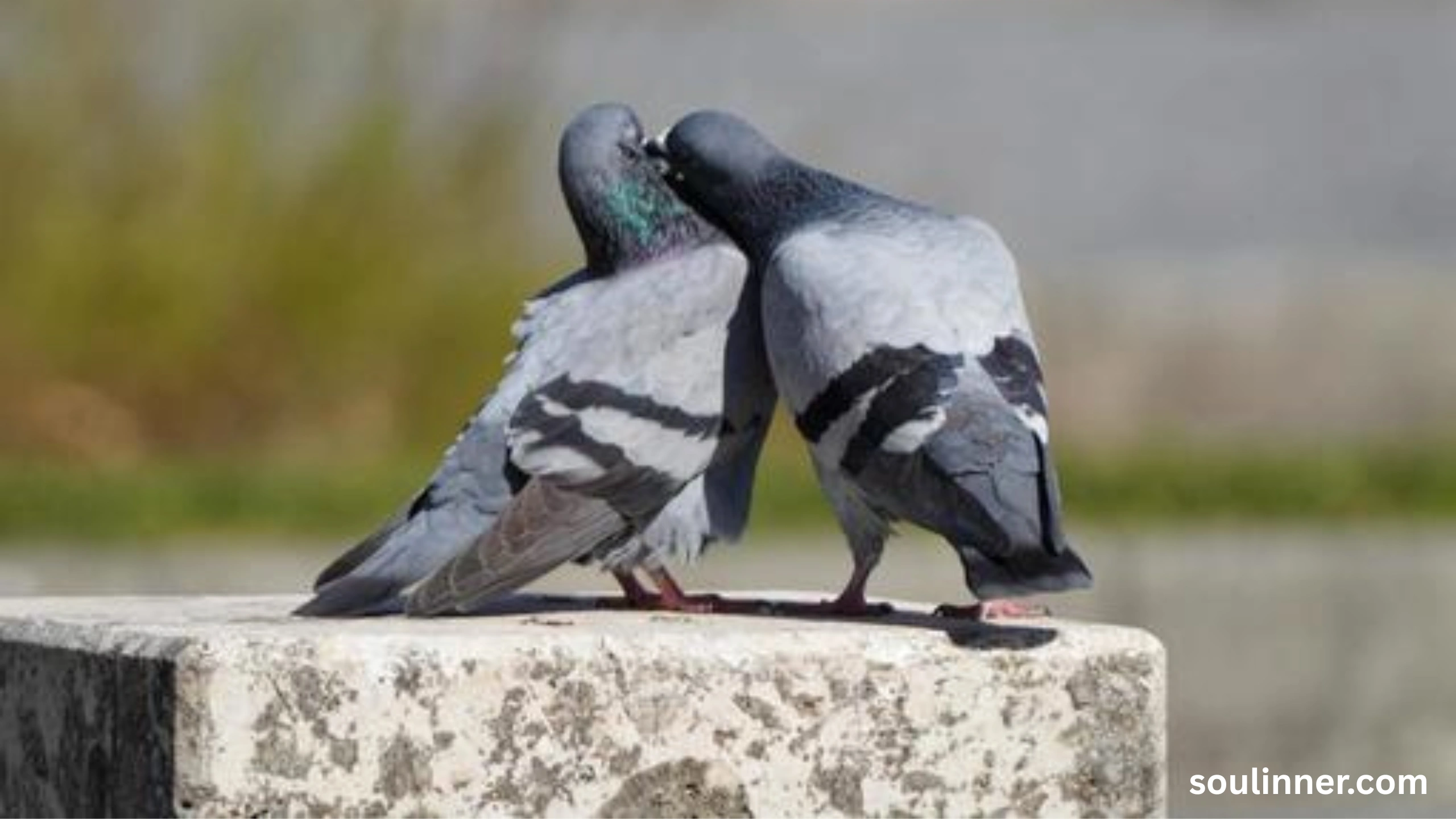 Two Grey Doves Spiritual Meaning