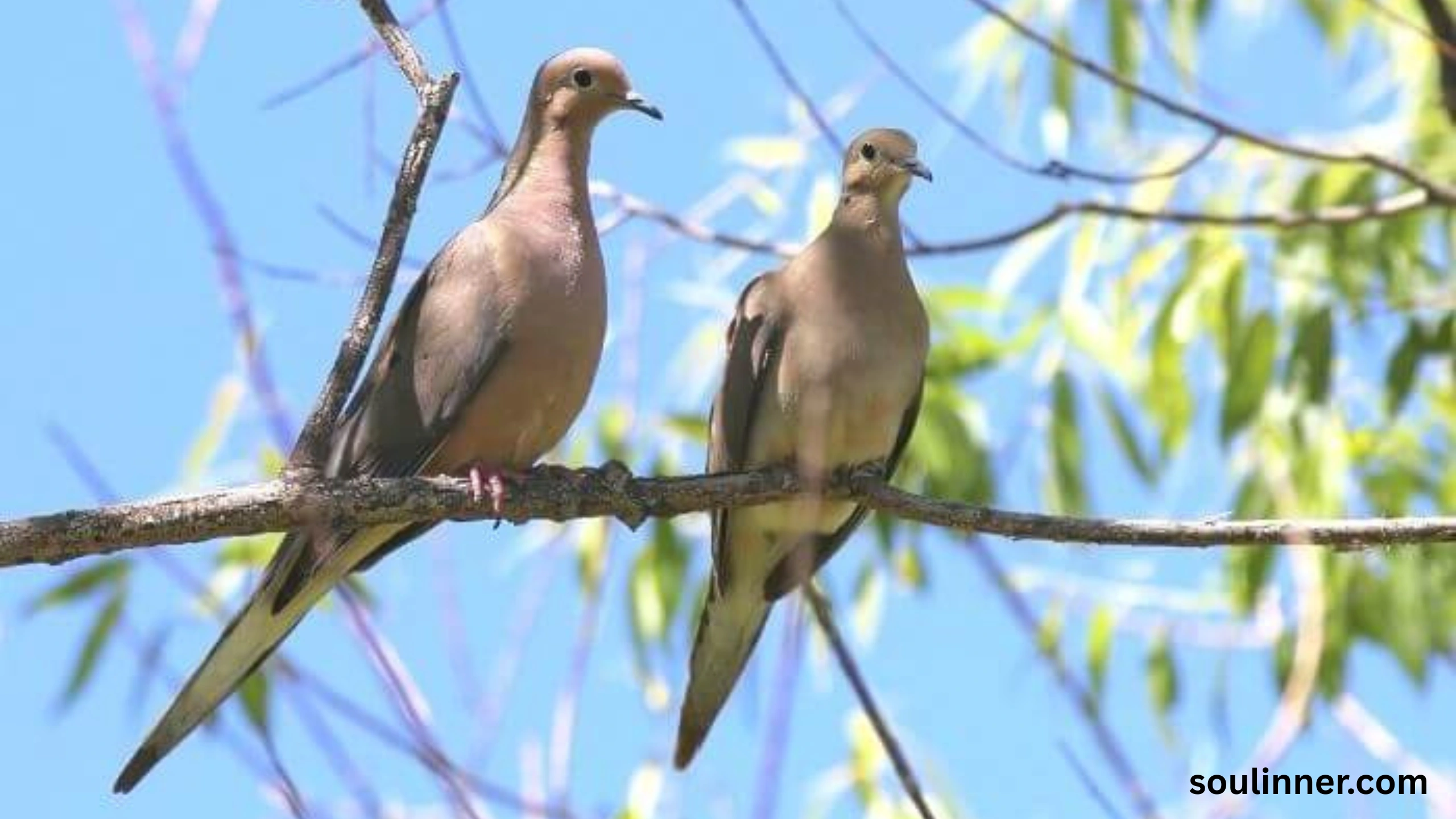 Two Grey Doves Spiritual Meaning