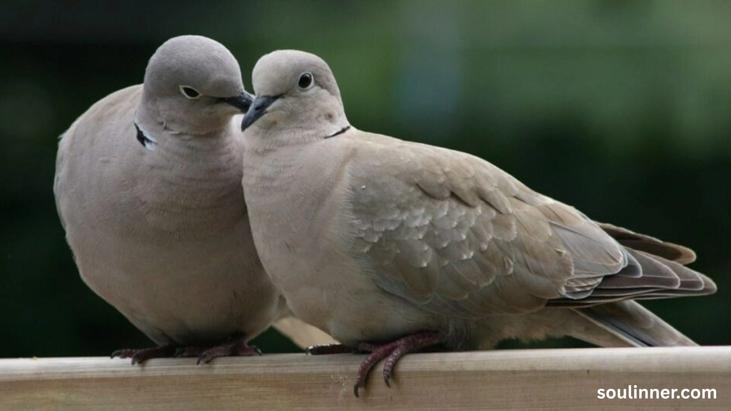 Two Grey Doves Spiritual Meaning
