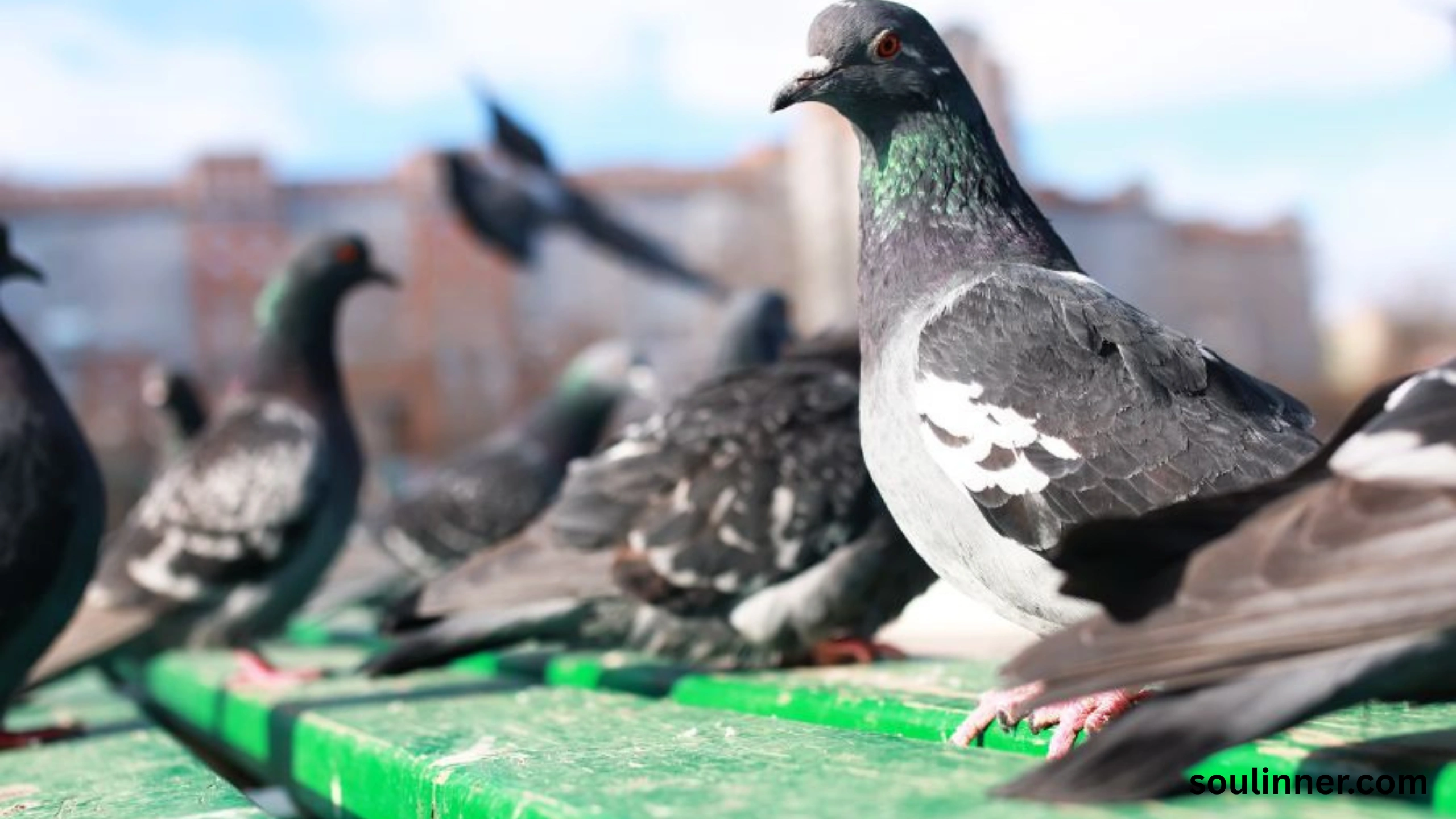 Two Grey Doves Spiritual Meaning