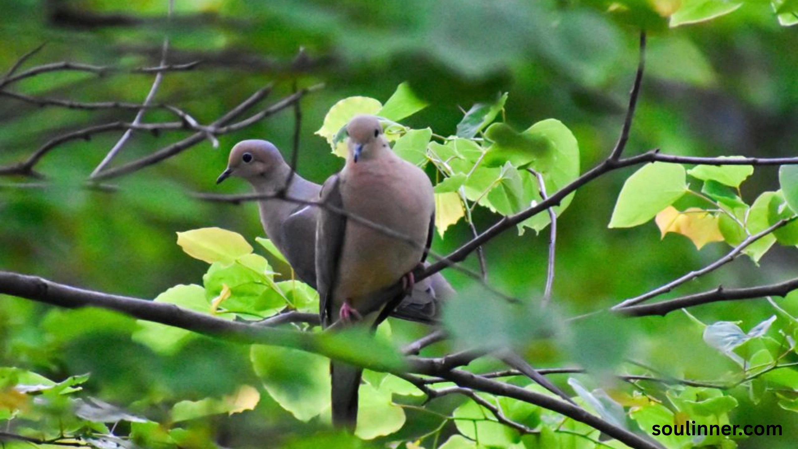 Two Grey Doves Spiritual Meaning