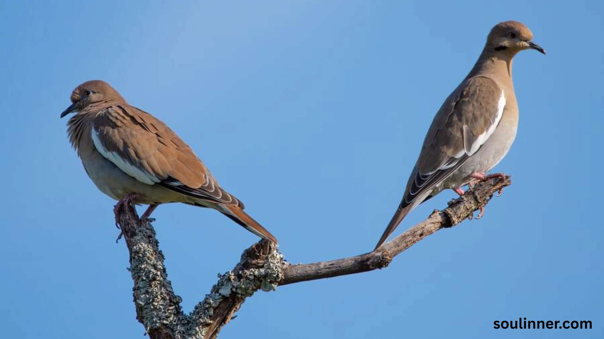Two Grey Doves Spiritual Meaning