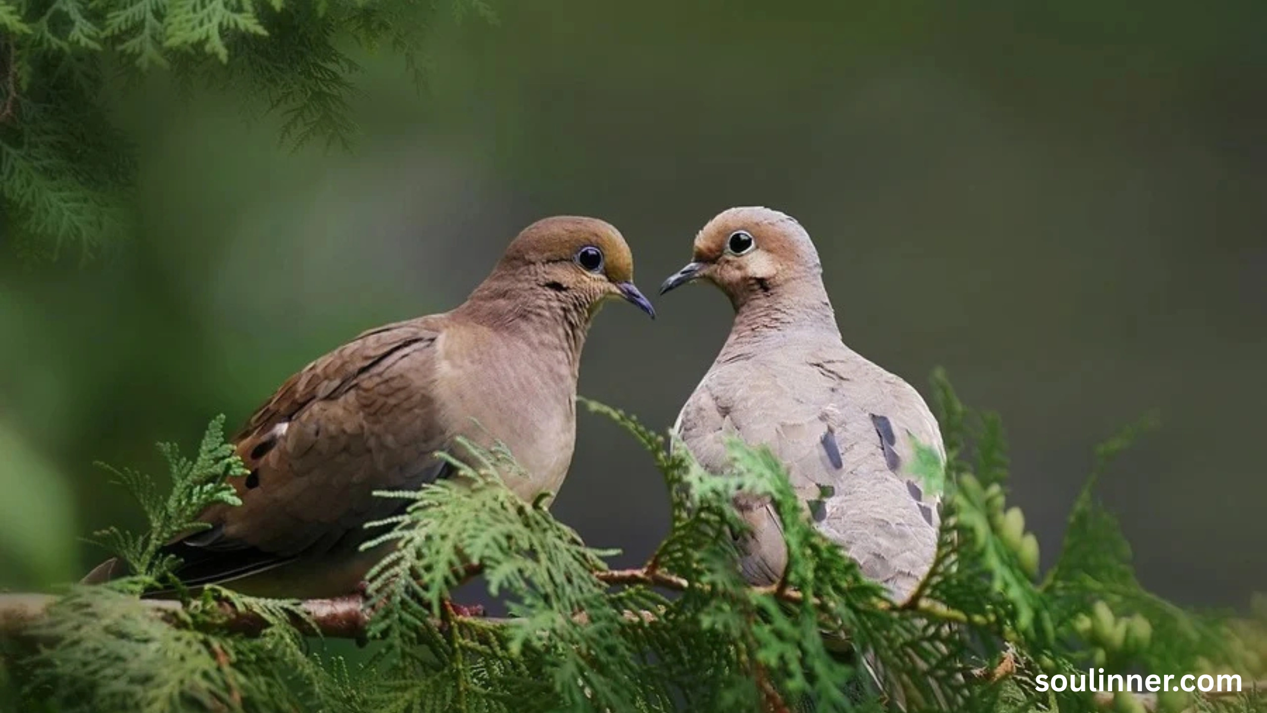 Two Grey Doves Spiritual Meaning