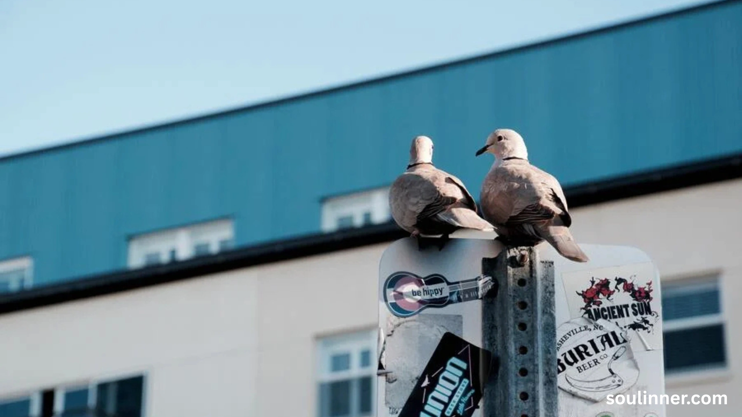 Two Grey Doves Spiritual Meaning