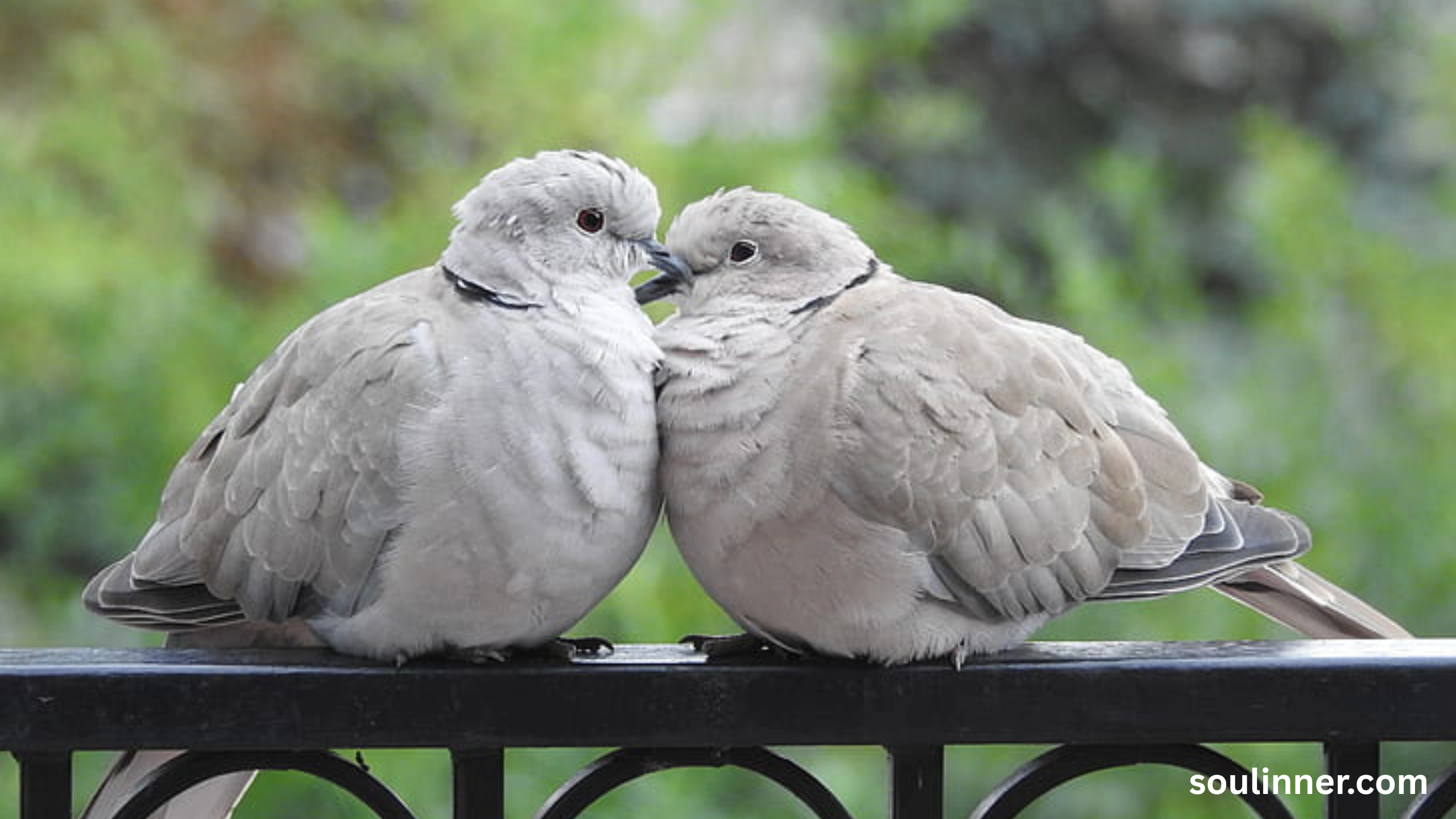 Two Grey Doves Spiritual Meaning