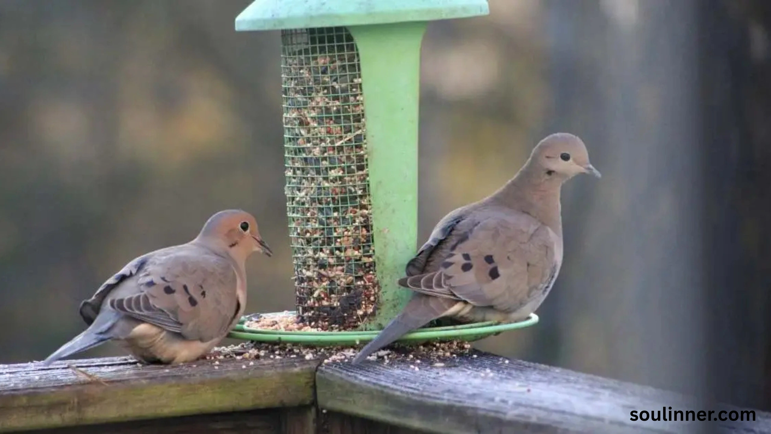 Two Grey Doves Spiritual Meaning