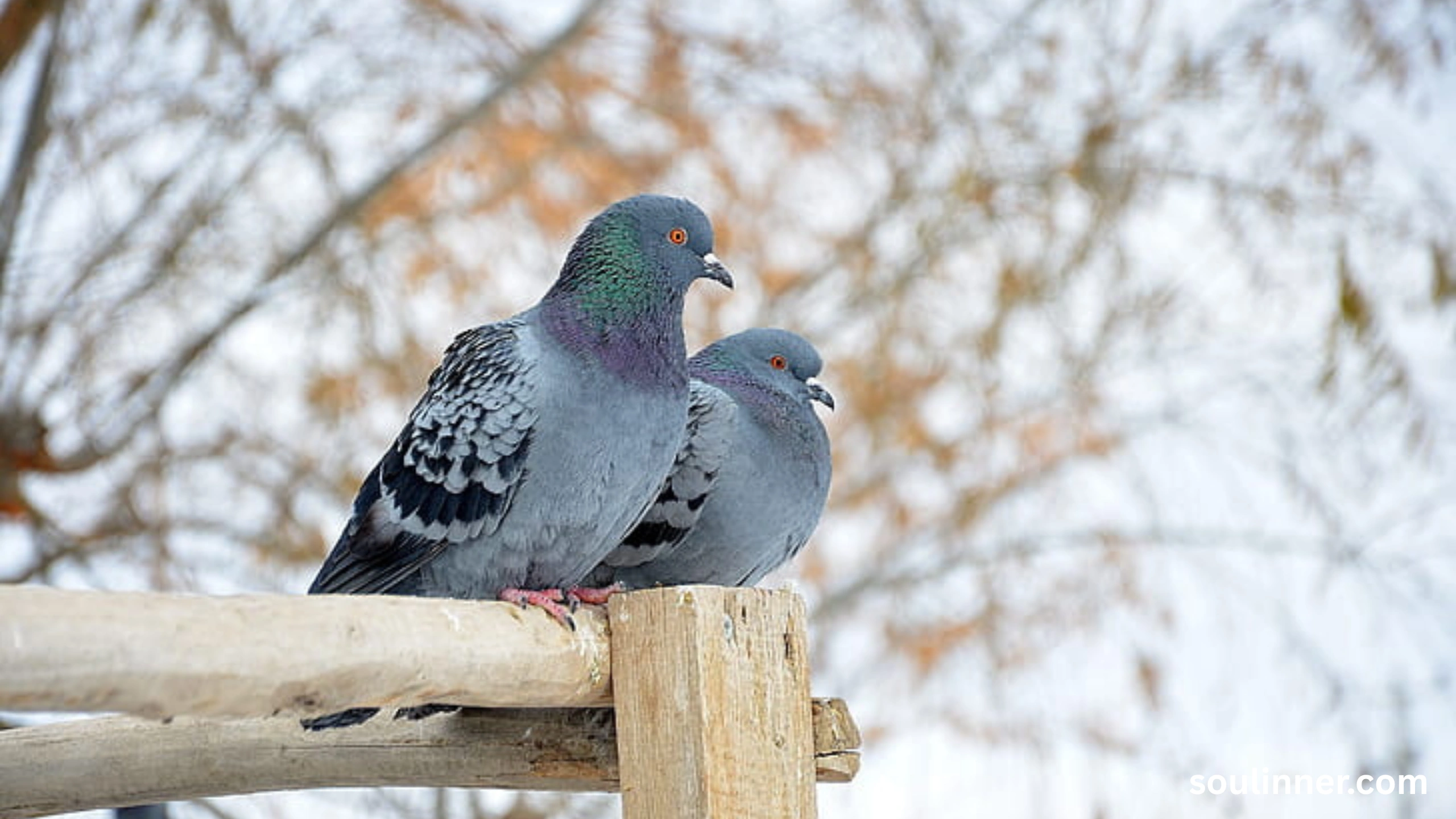 Two Grey Doves Spiritual Meaning