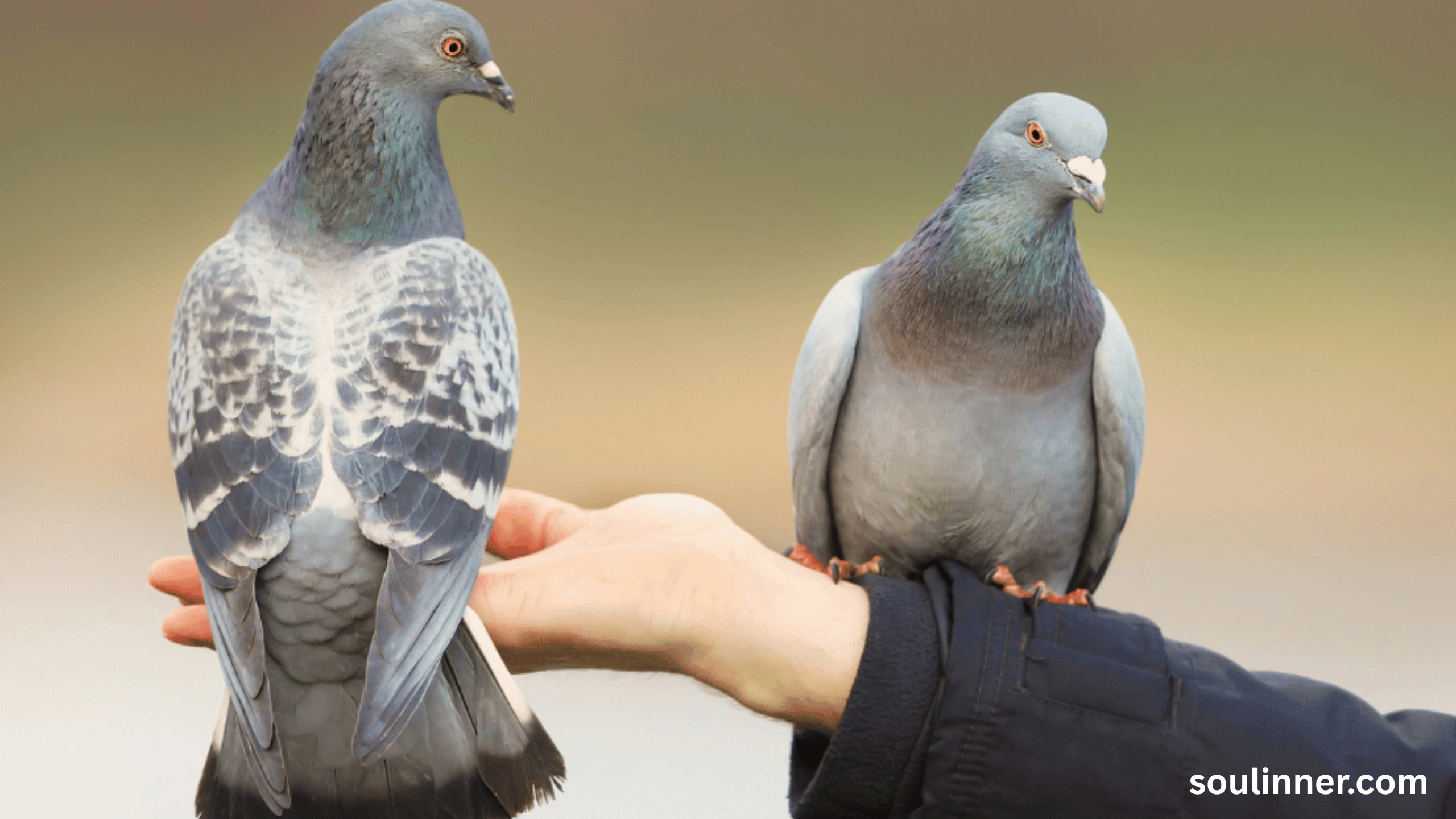 Two Grey Doves Spiritual Meaning